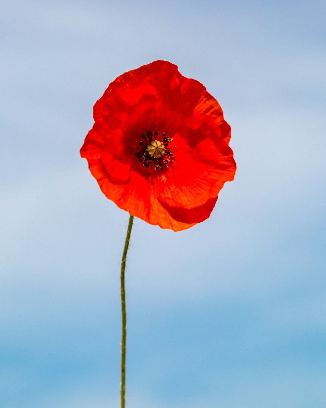 Reception will be closed tomorrow in observance of ANZAC Day. However, Osteopathy and Acupuncture practitioners will continue to provide treatments as scheduled.