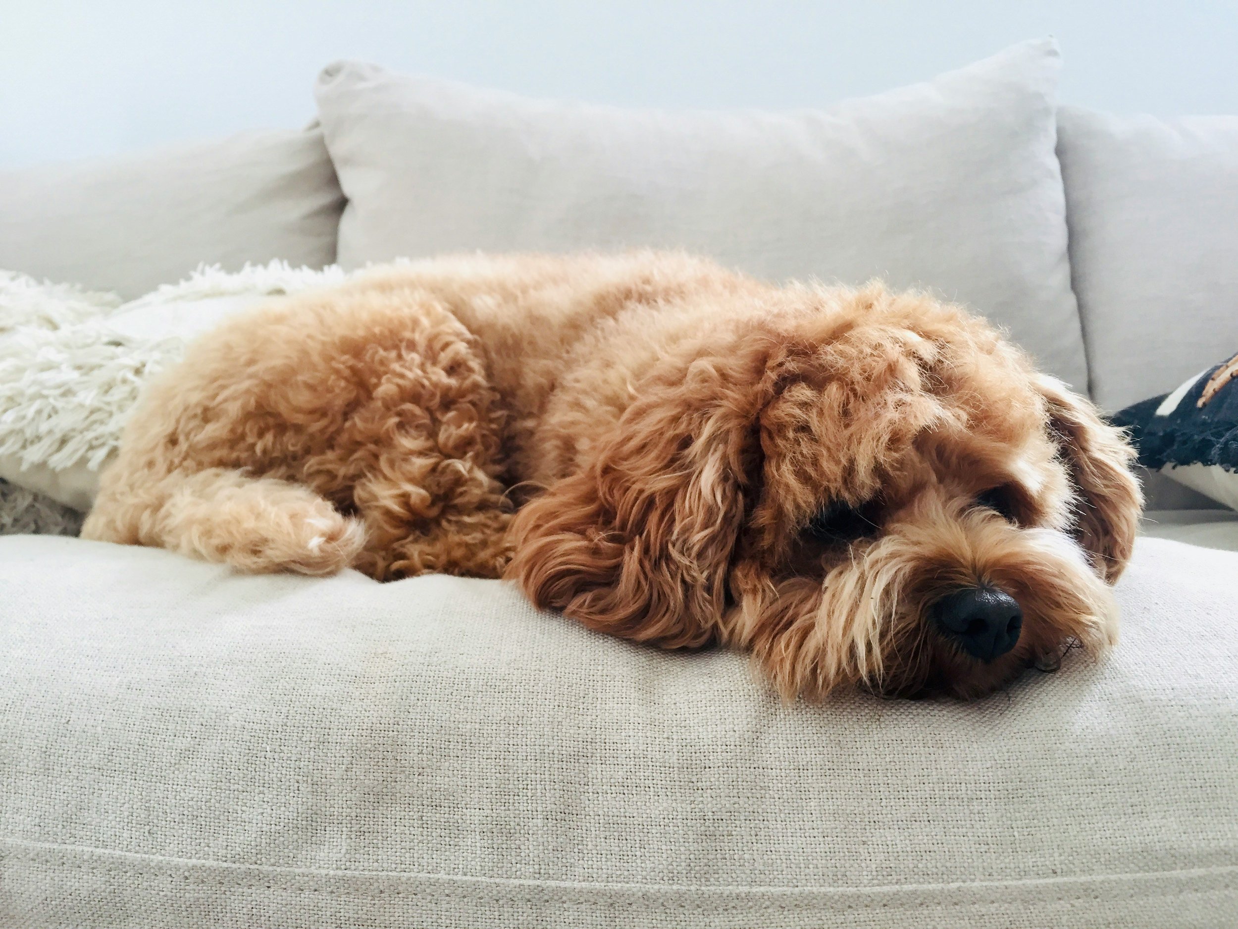 Homeopathic Support for Dogs Health