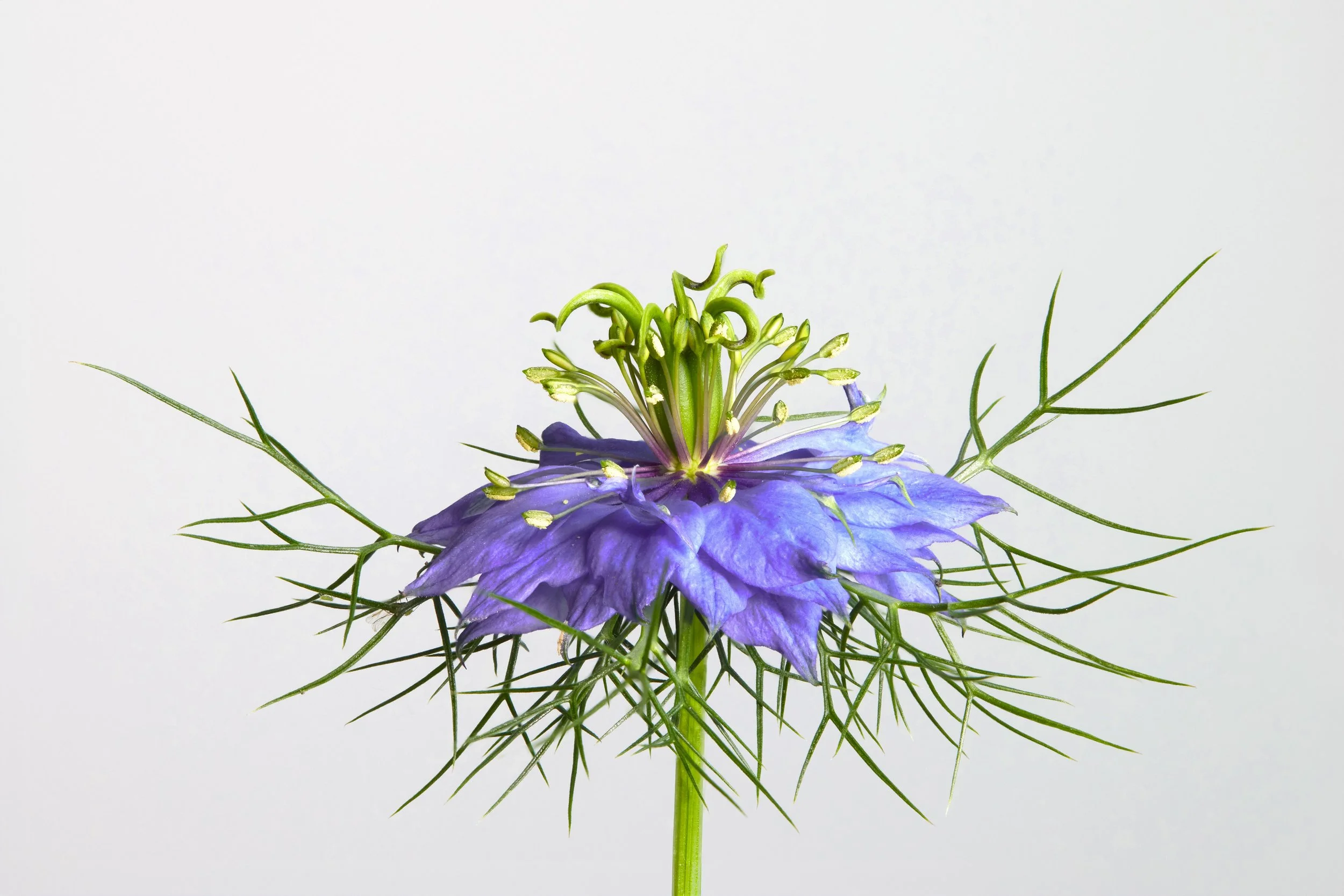 Nigella sativa (Black Seed oil)