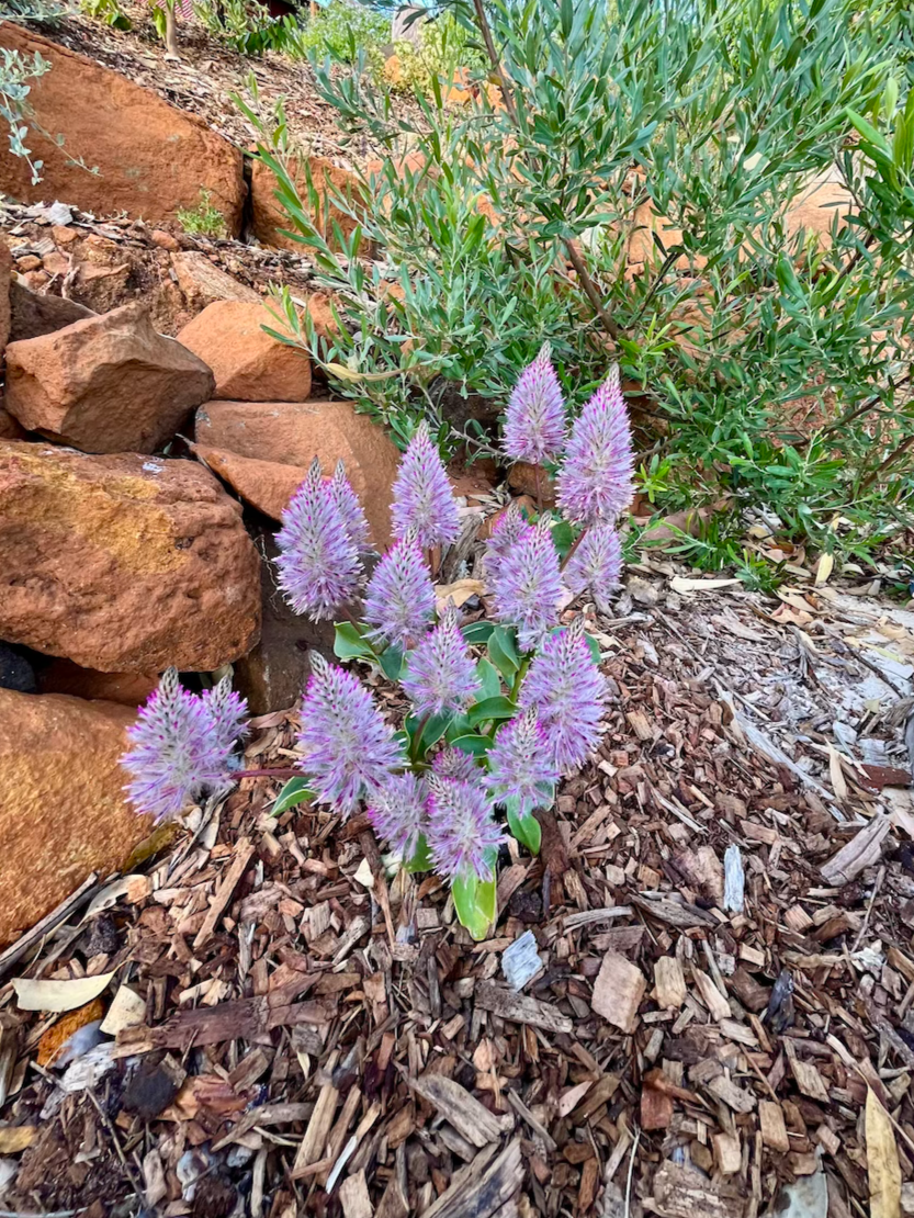 Purple Mulla Mulla flowering plant with green leaves growing among bark mulch and rocks in a garden bed.