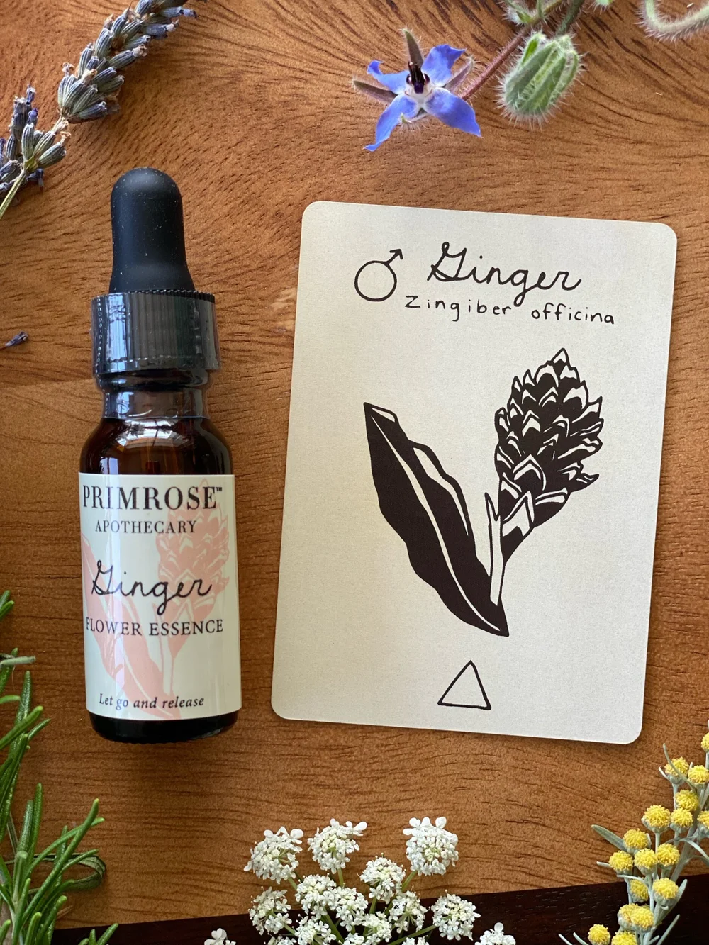 Ginger Flower Essence — Primrose Apothecary