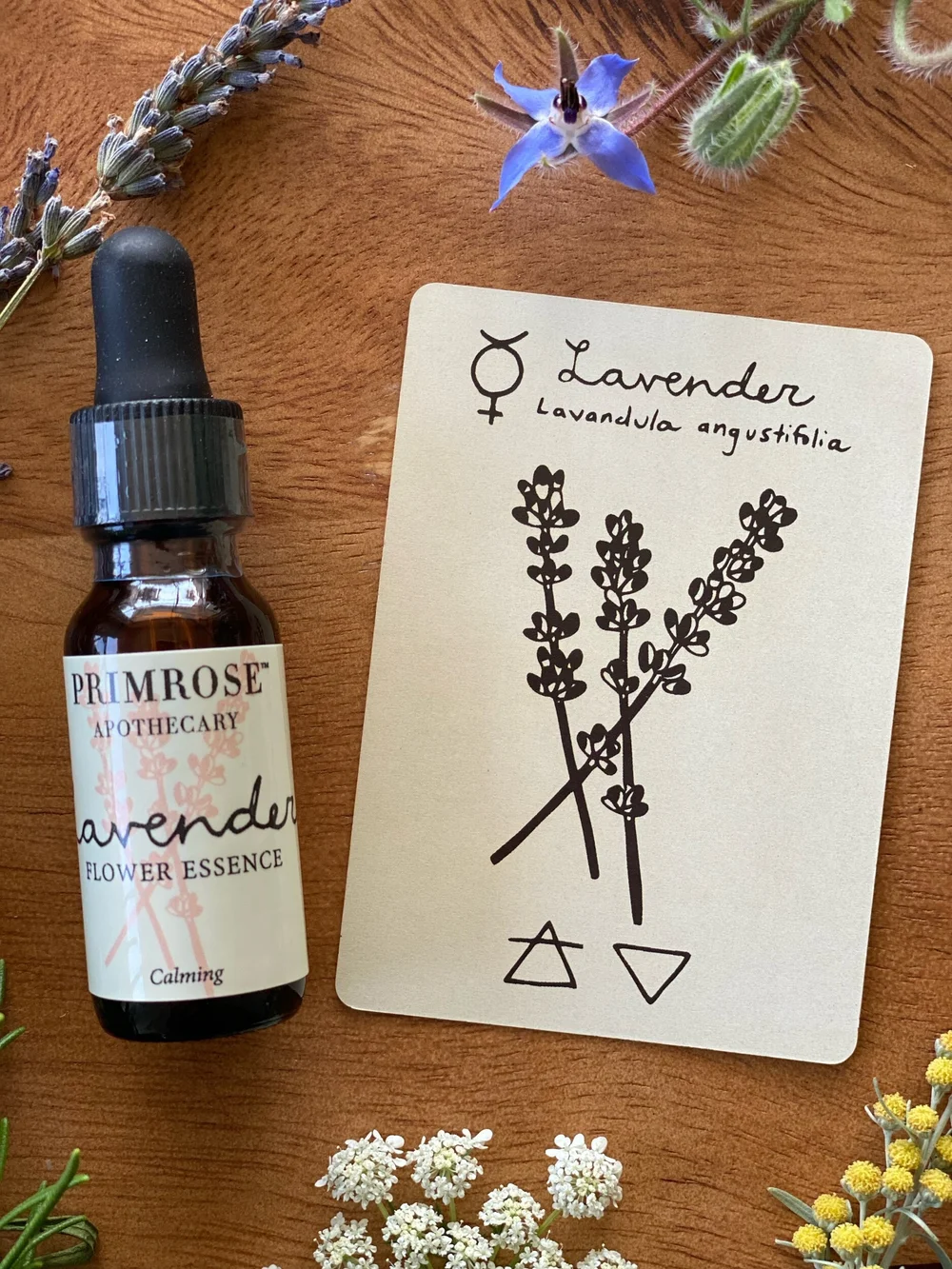 Lavender Flower Essence — Primrose Apothecary