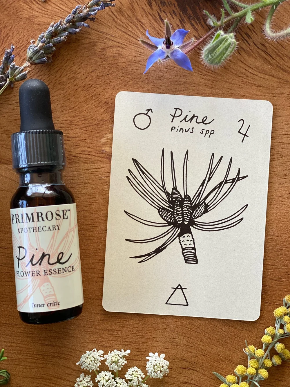 Pine Flower Essence — Primrose Apothecary