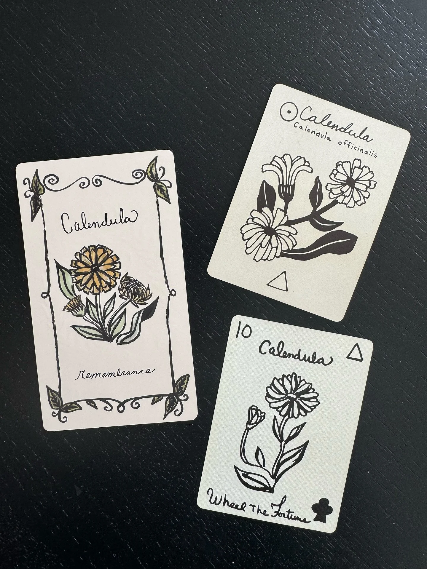 Calendula, often referred to as &ldquo;little calendar,&rdquo; embodies a unique essence among flowers that highlights its bright, sunny disposition and strong connection to the rhythms of nature. Unlike other blooms that may have a more fleeting pre