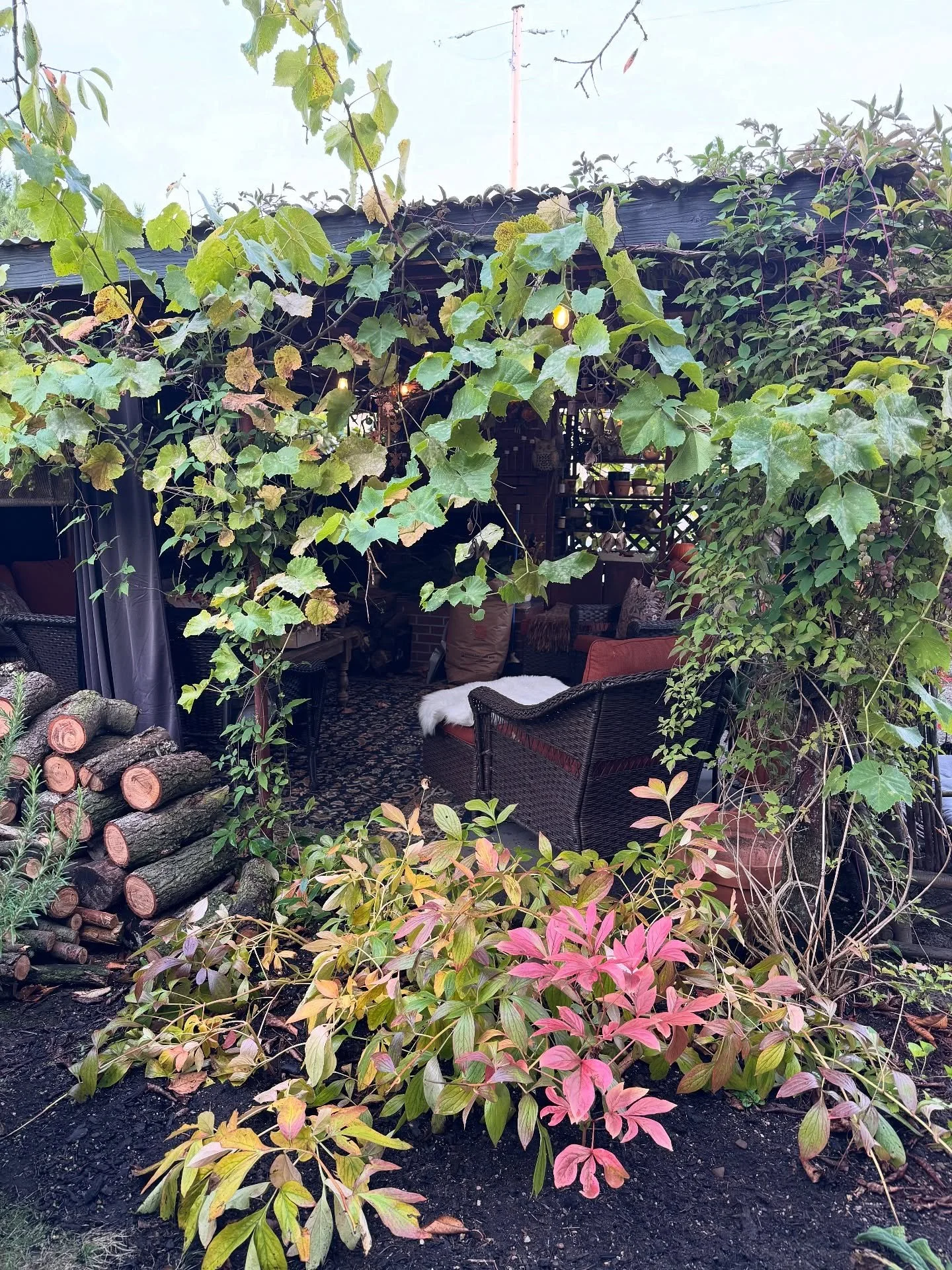 Just popping in with a quick garden update! 🌿✨

It&rsquo;s been a little while since I shared what&rsquo;s happening out here, and things are really starting to take off.  Some of the flowers are 
Returning it&rsquo;s like second spring! 
I&rsquo;ve