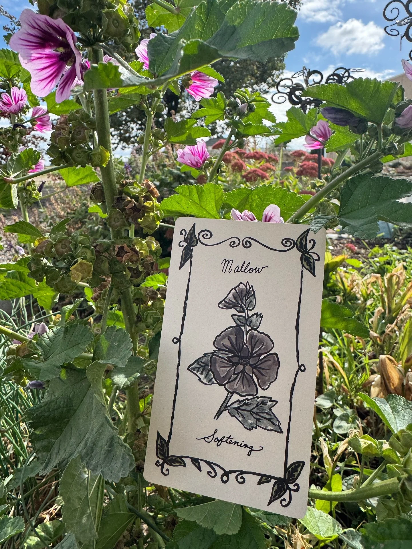 From Sibyl's garden 

Soft, grounding, and deeply healing &mdash; Mallow (Malva sylvestris) invites us to welcome softening. 🌸

This humble, edible, and smokable weed carries centuries of wisdom. Once cherished across Europe and Africa &mdash; and n