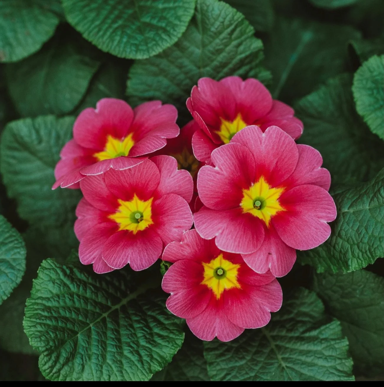 We&rsquo;re almost ready to close the door on winter in the Northern Hemisphere ❄️✨

As the days soften, primroses begin to emerge&mdash;tiny but powerful&mdash;symbolizing rebirth, renewal, and beautiful new beginnings 🌼💛

Spring is whispering&hel