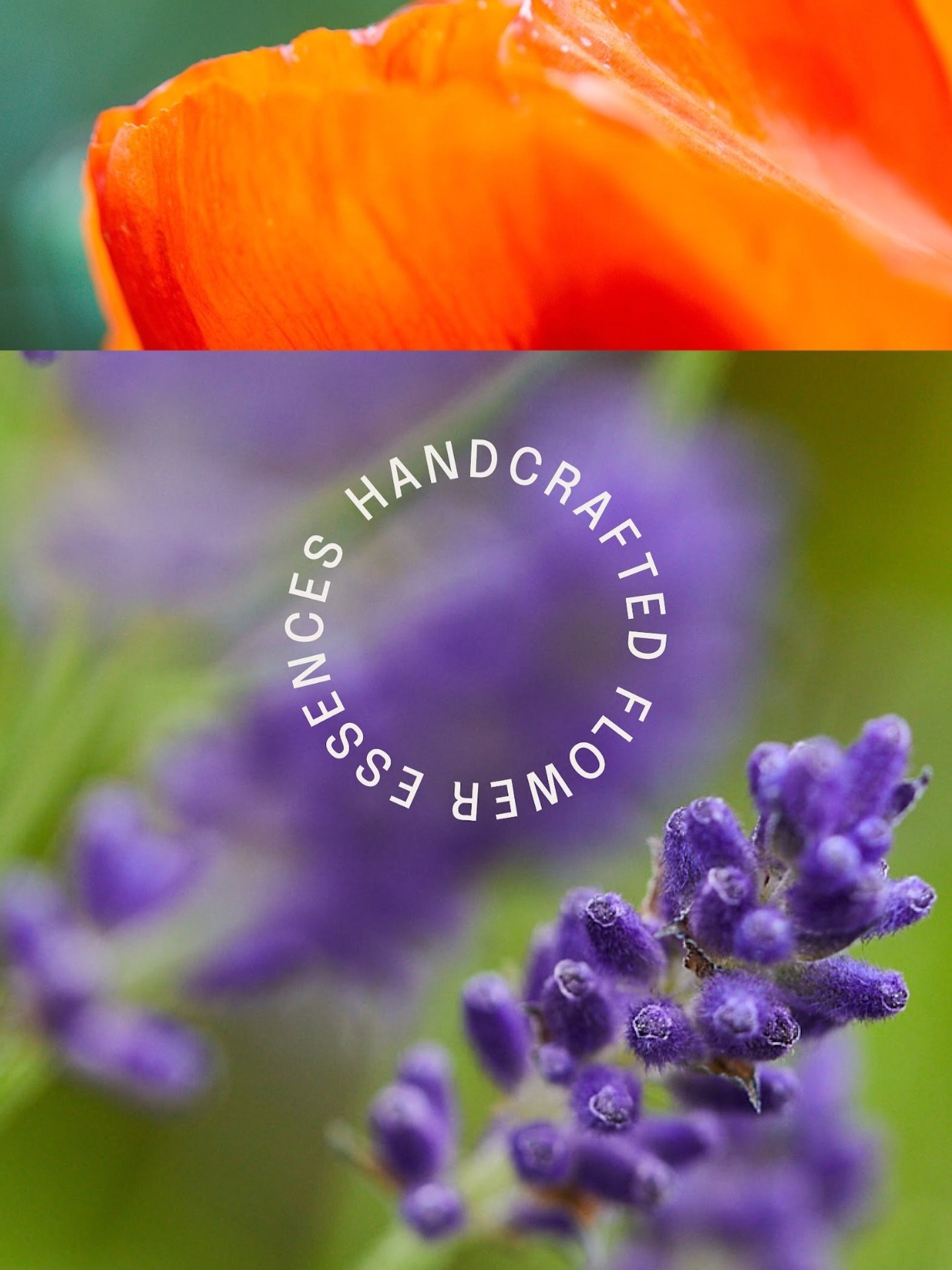 THE GARDEN &mdash; The quality care and intention that go into Primrose Apothecary&rsquo;s garden and botanical sanctuary make it much more than just a garden; it is a place of profound purpose that elevates the entire community. As a gardener, you b