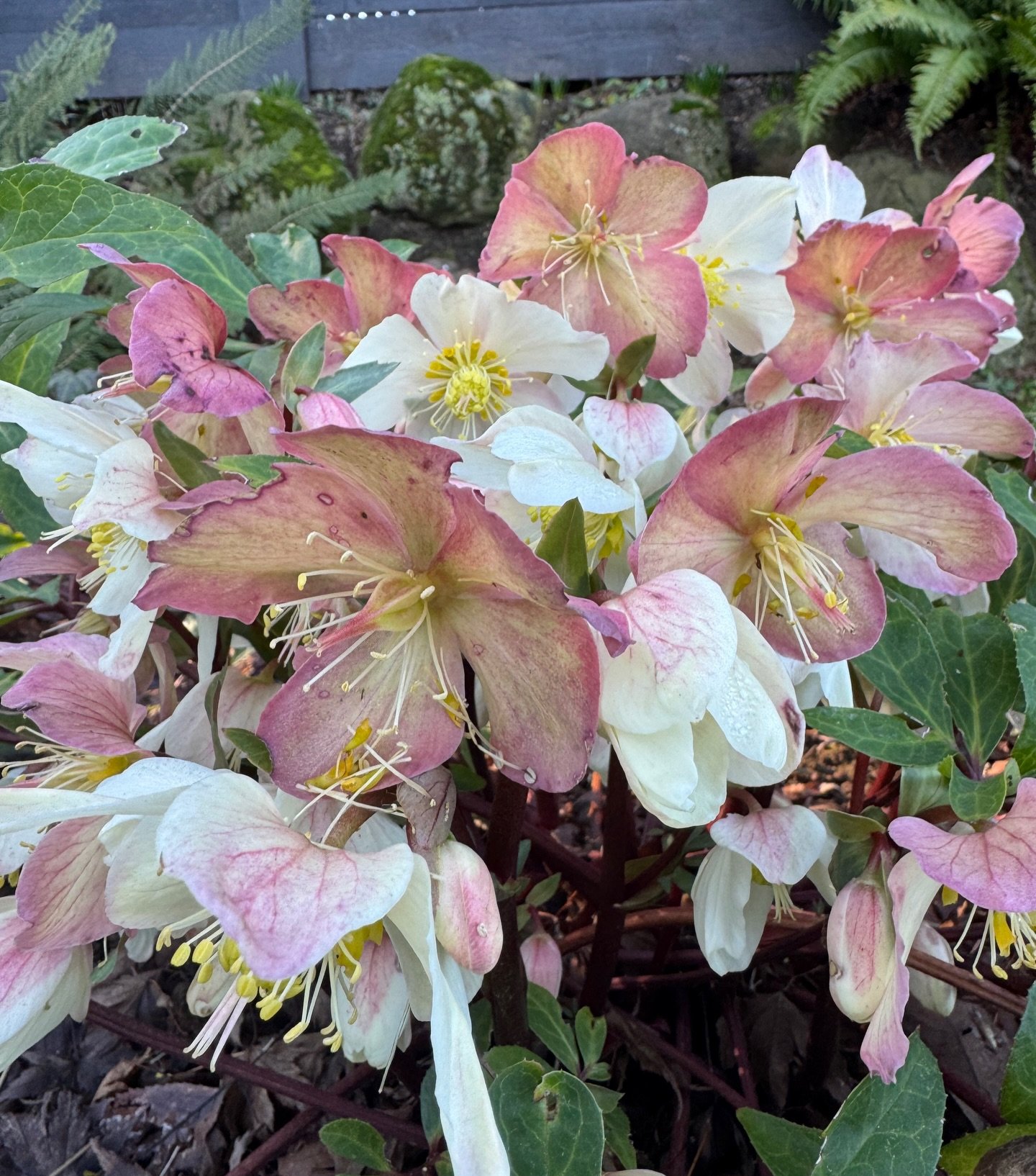 My Hellebores are loving the cool warmth of Spring ✨💕 #helleborus