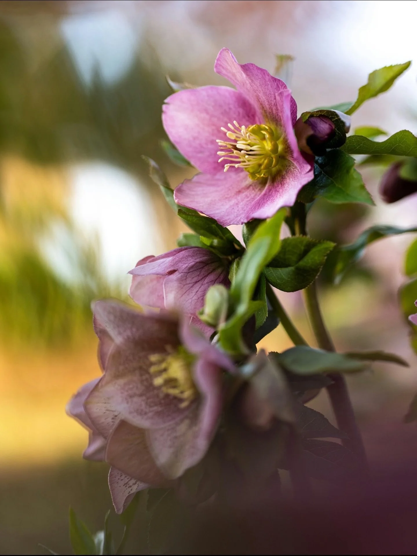 This has been a wonderful season for hellebores 🤍

Through frost and fading light, they rise &mdash; grounded, determined, and strong.
A quiet reminder that resilience can be soft, steady, and beautiful all at once.

Here&rsquo;s to blooming bravely