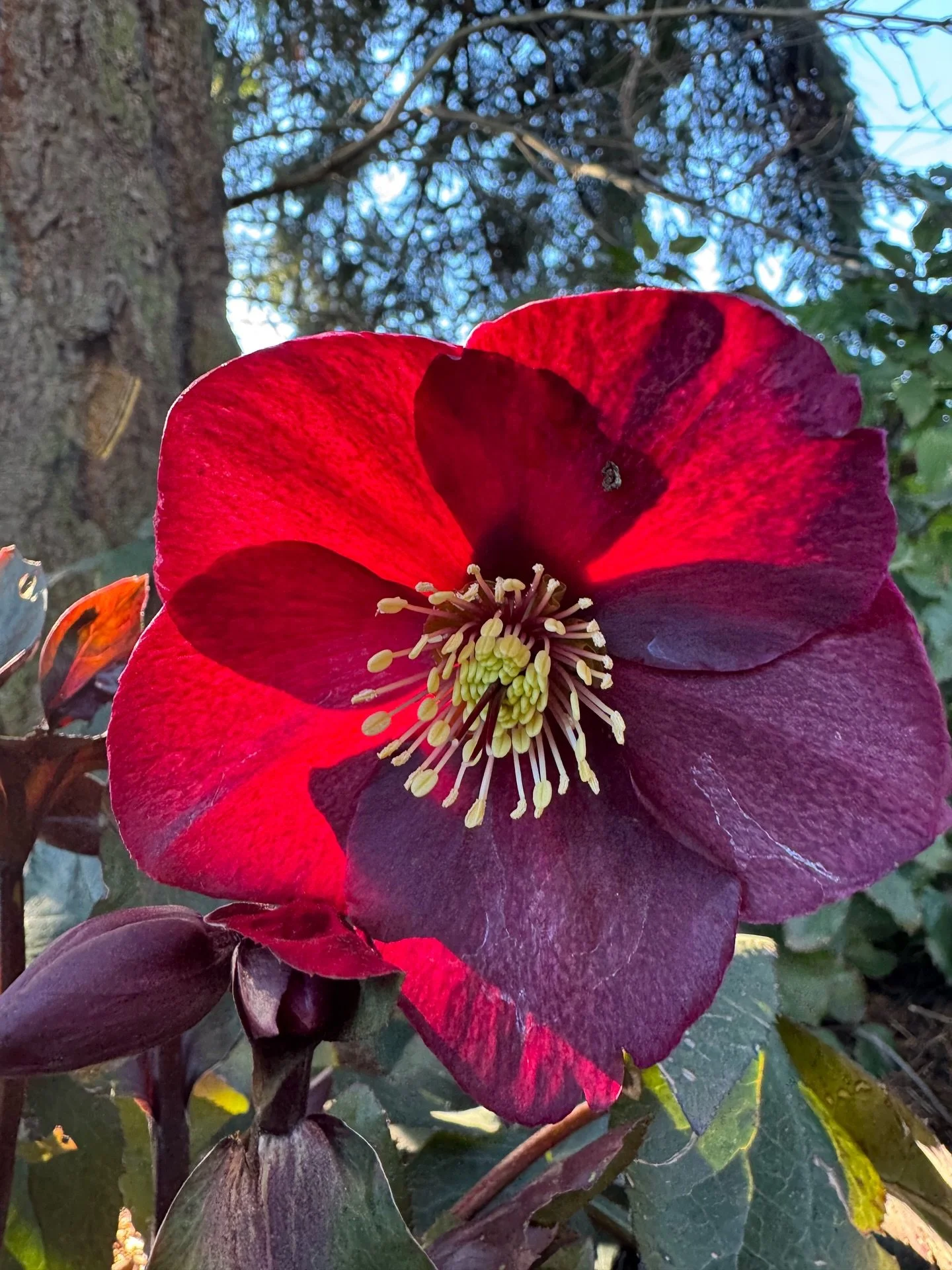 This has been a wonderful season for hellebores 🤍

Through frost and fading light, they rise &mdash; grounded, determined, and strong.
A quiet reminder that resilience can be soft, steady, and beautiful all at once.

Here&rsquo;s to blooming bravely