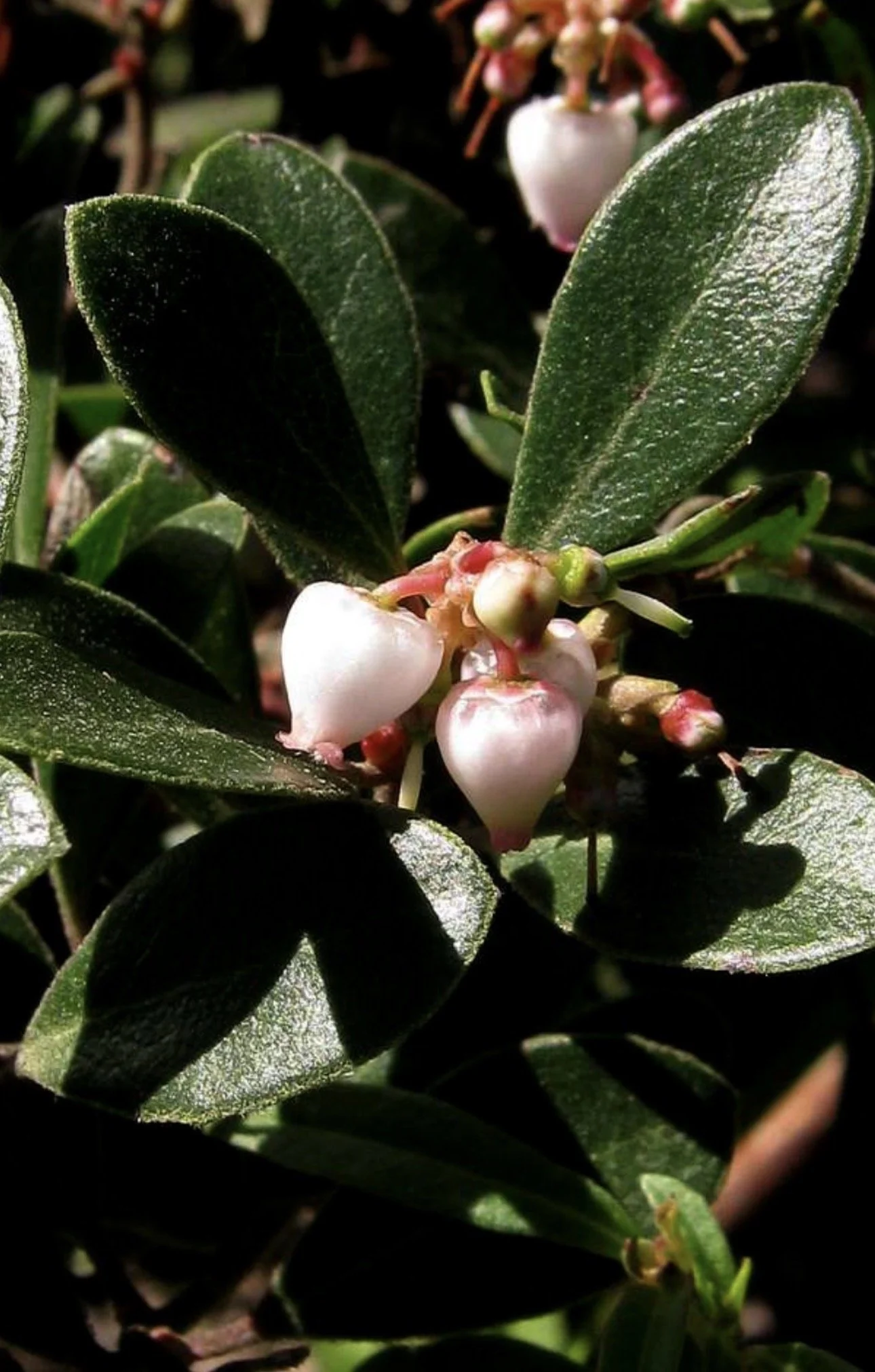 Releasing Perfection with Manzanita