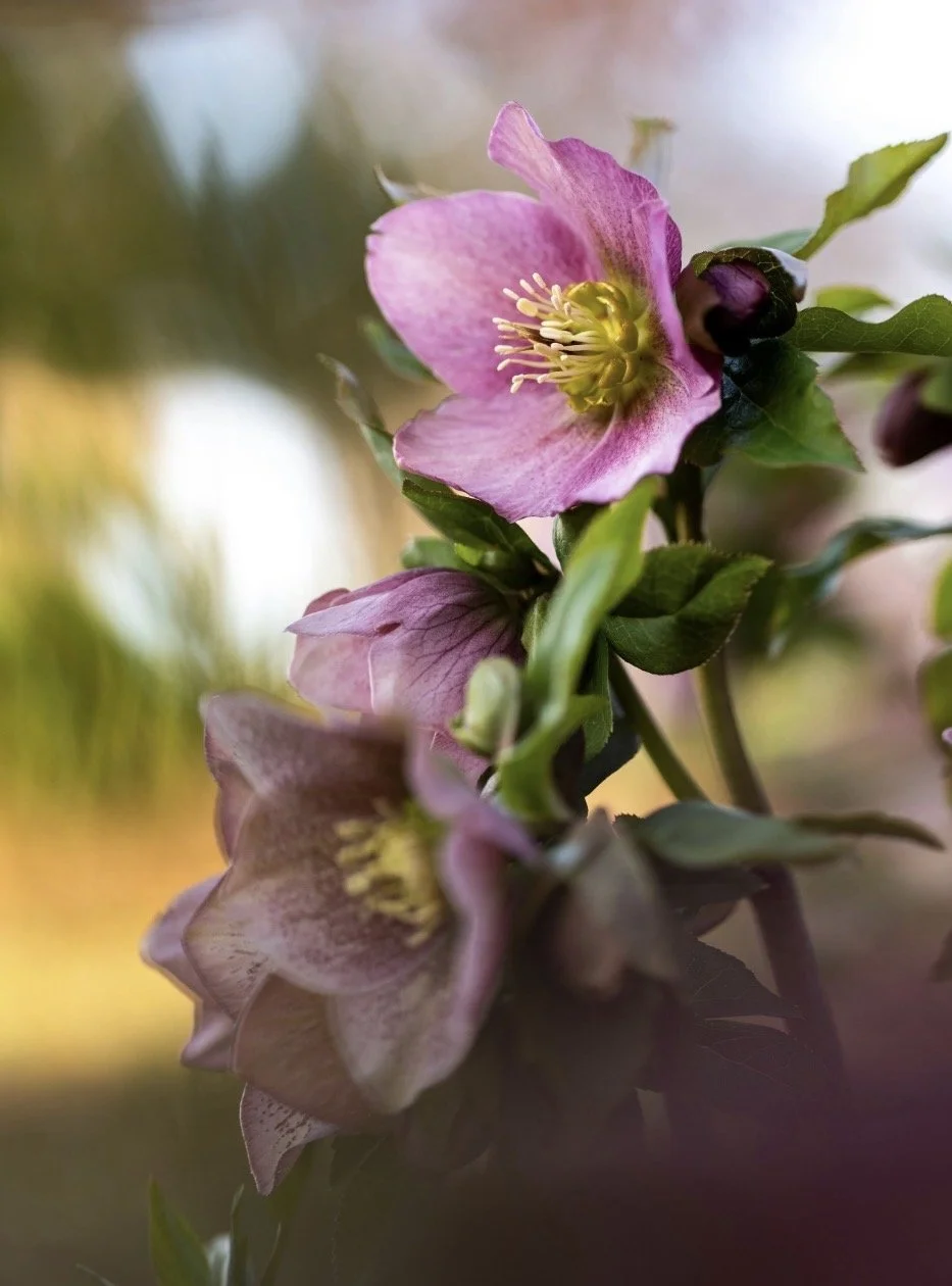 Hellebore my favourite Essence 