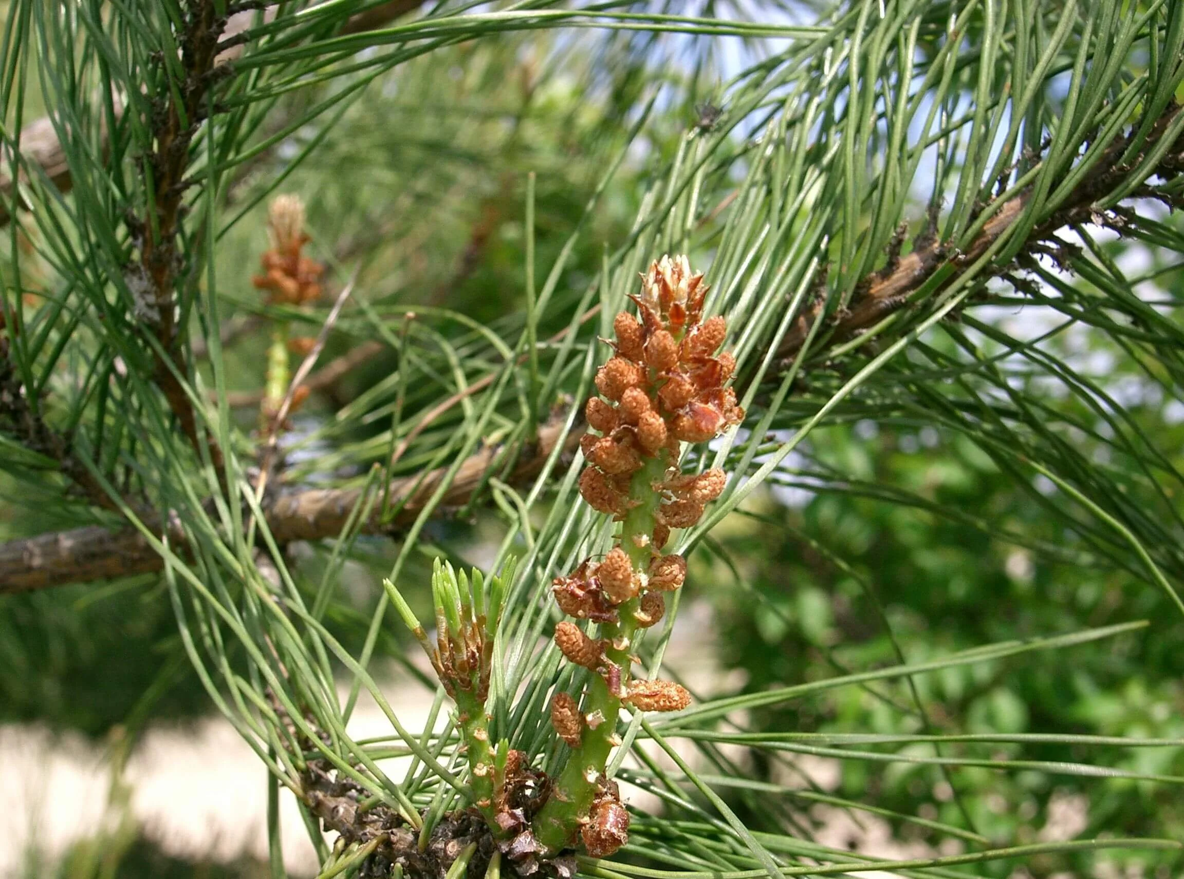 Pine_Primrose_Apothecary_Flower_Essences_Portland_Oregon_Felicia_Howe.jpg