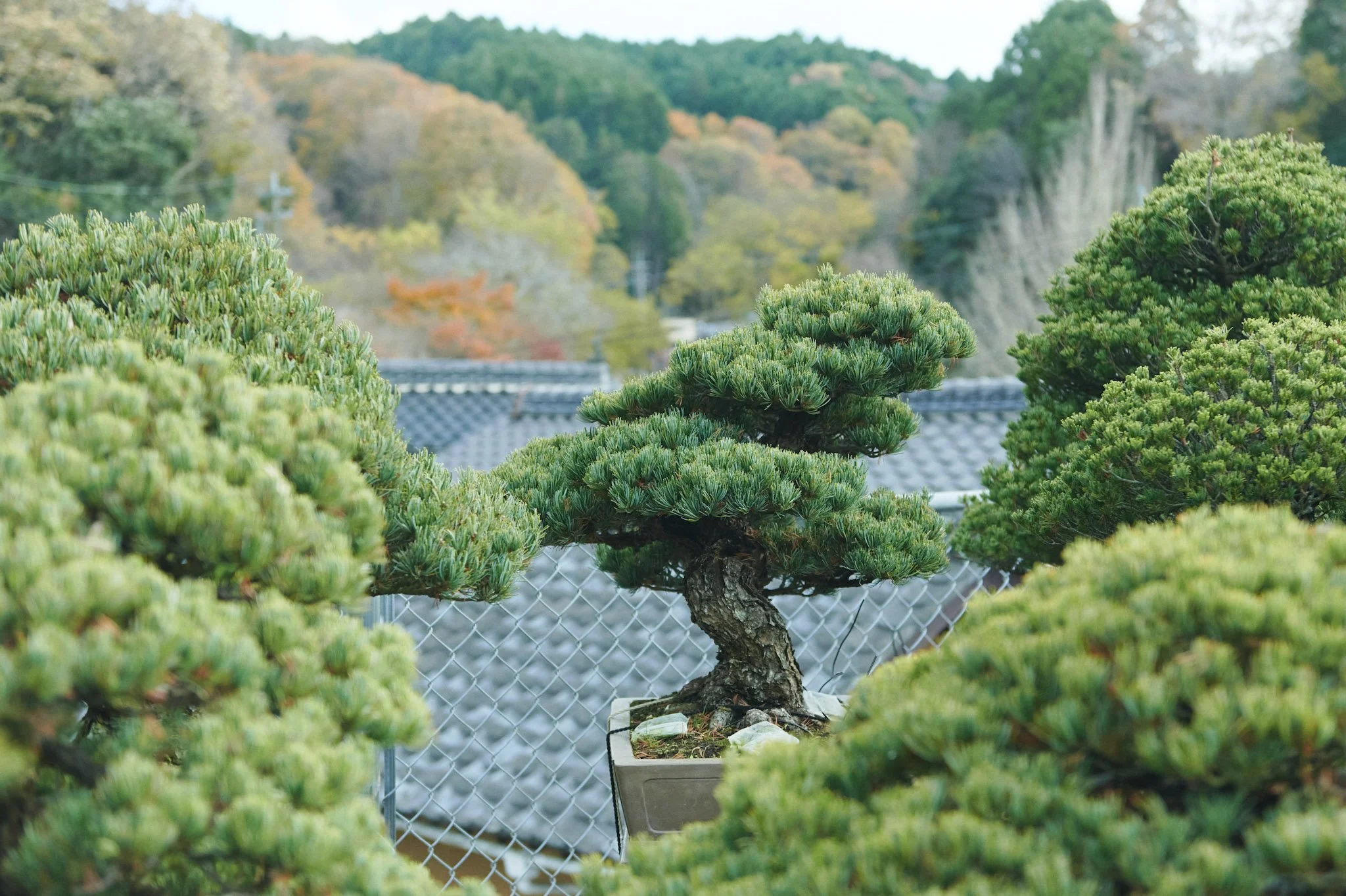 Poem and a Picture: Japanese Gardens as Reflections of the Natural World