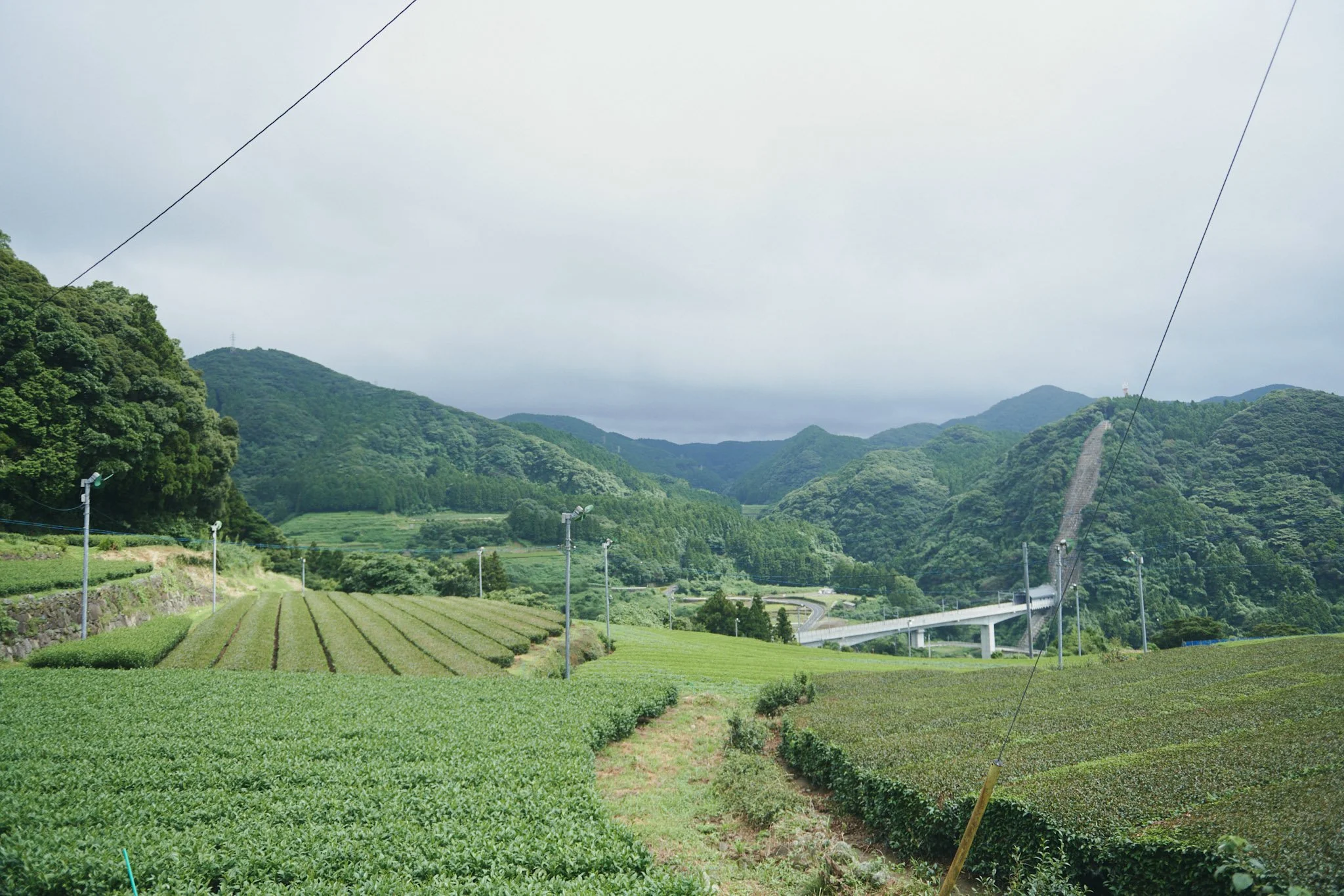 9-Kyushu_Sonogi_Tea_Farm_092.jpg