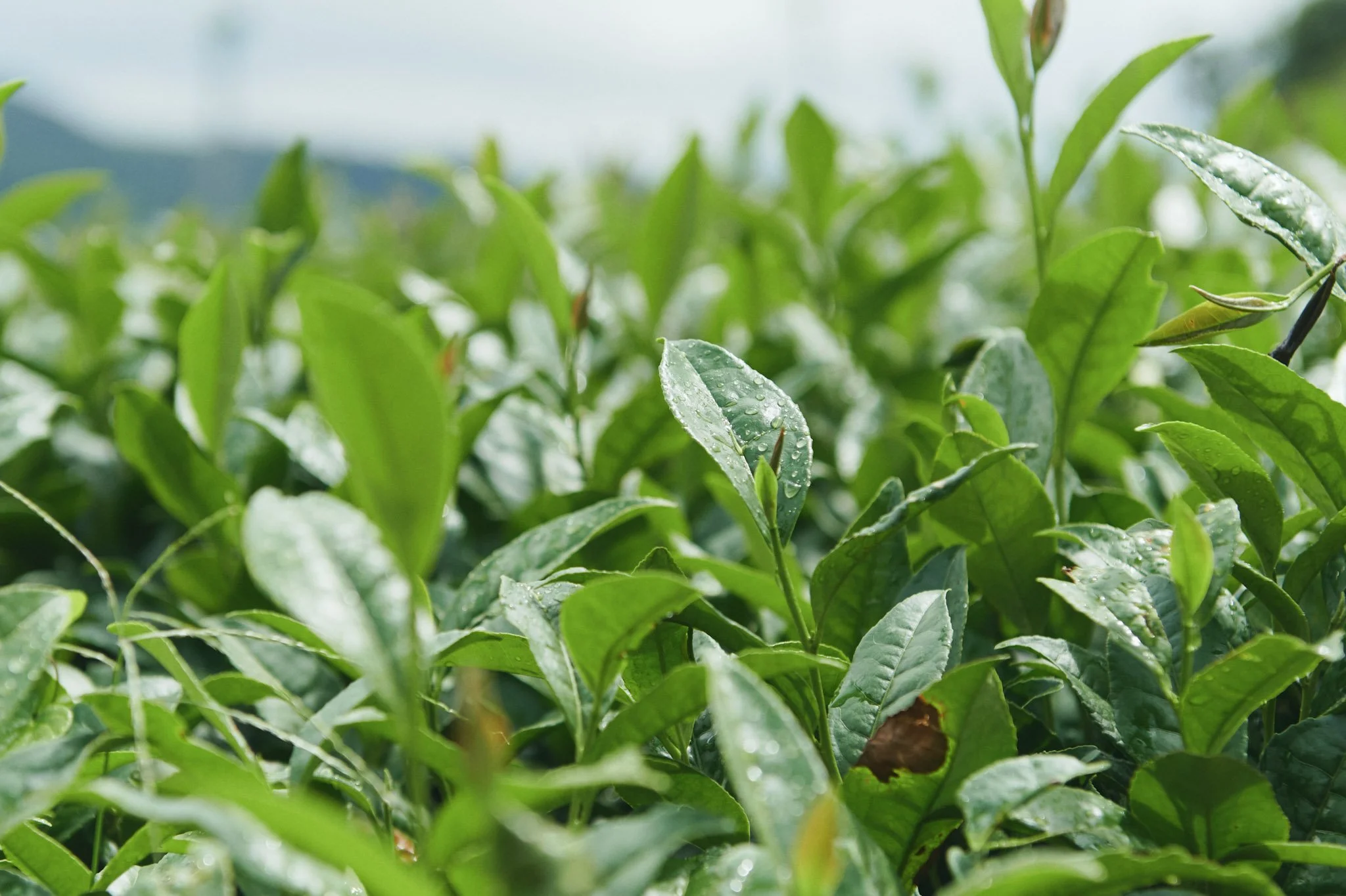 12-Kyushu_Sonogi_Tea_Farm_012.jpg