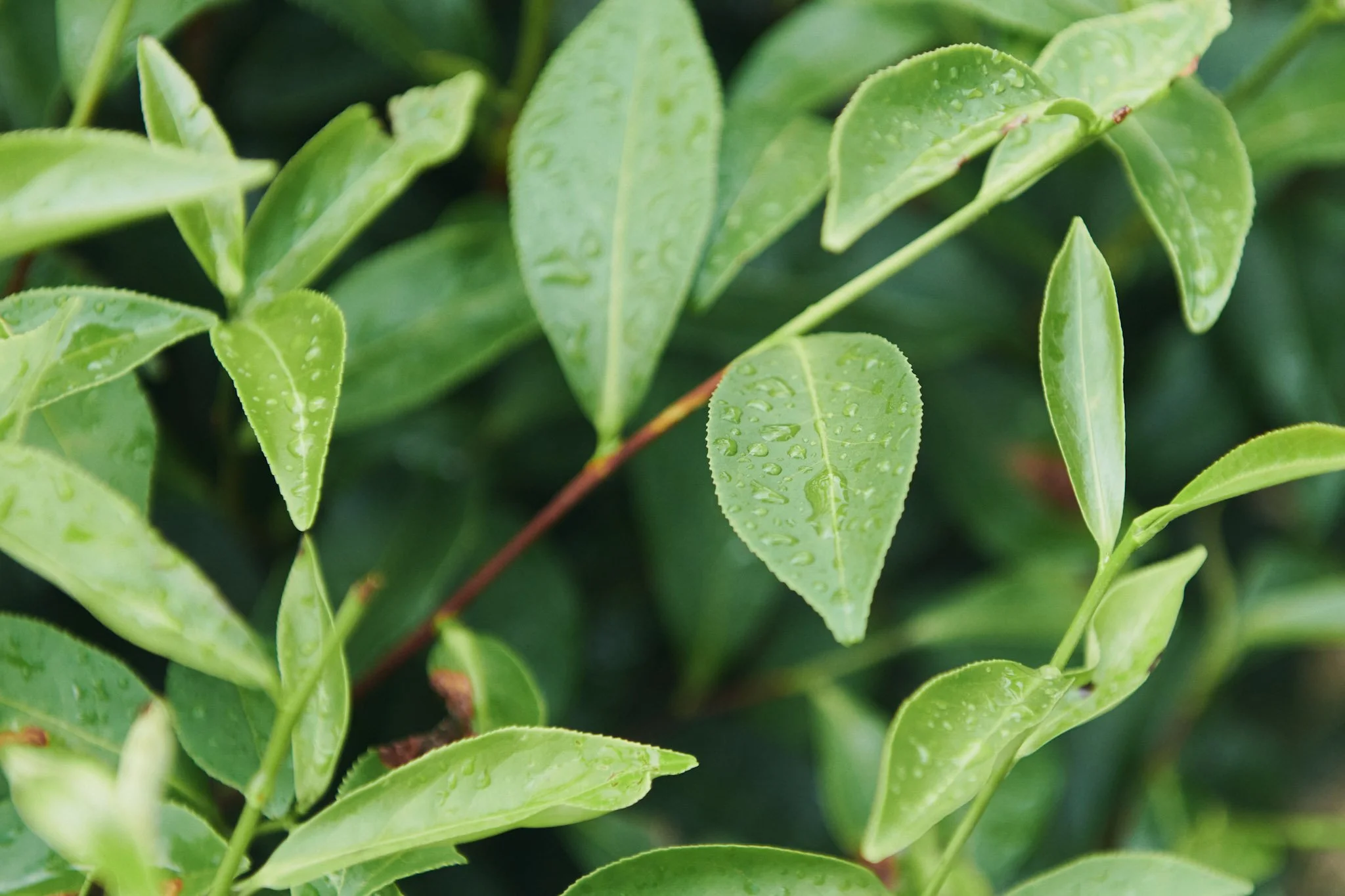 13-Kyushu_Sonogi_Tea_Farm_116.jpg