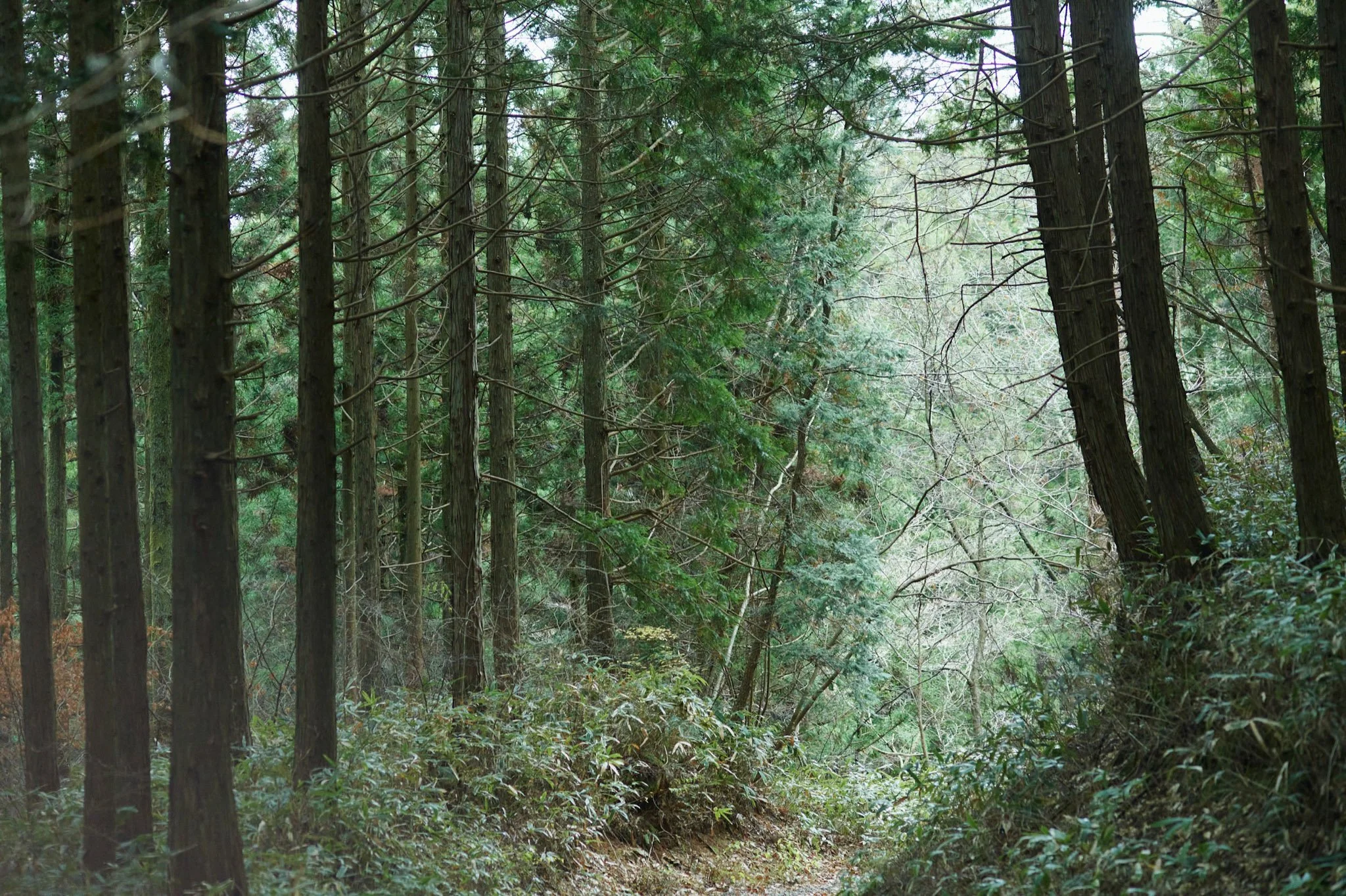 Omineyama_trekking_Hiroshima_036.jpg