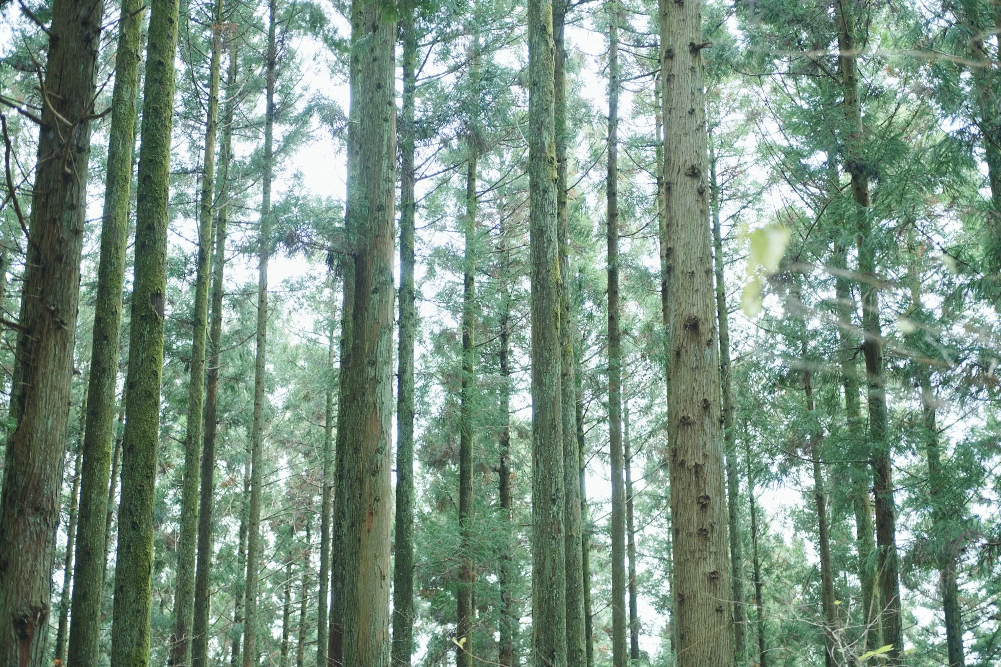Omineyama_trekking_Hiroshima_132.jpg