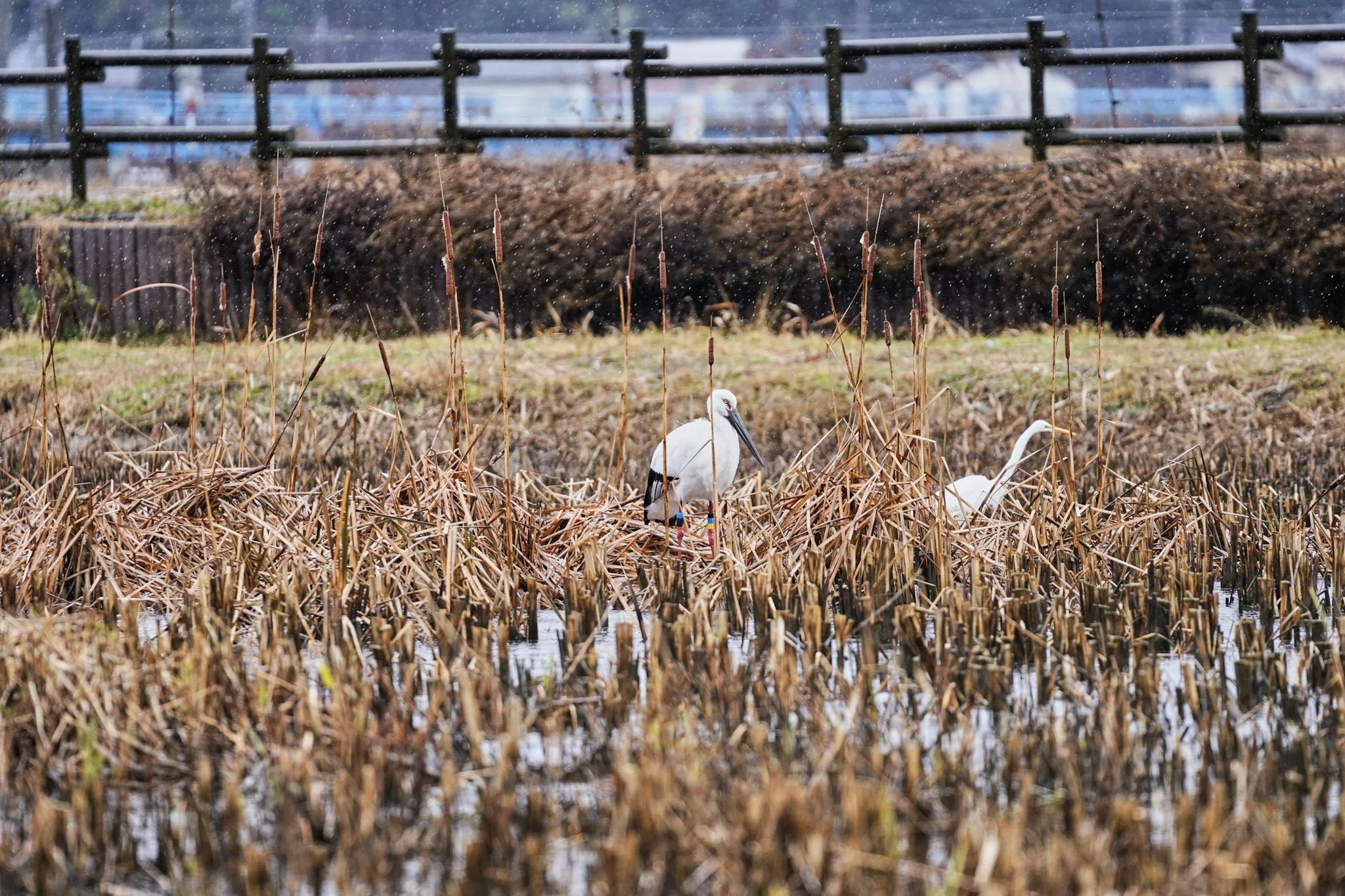 6-Stork_park_Toyooka_009.jpg