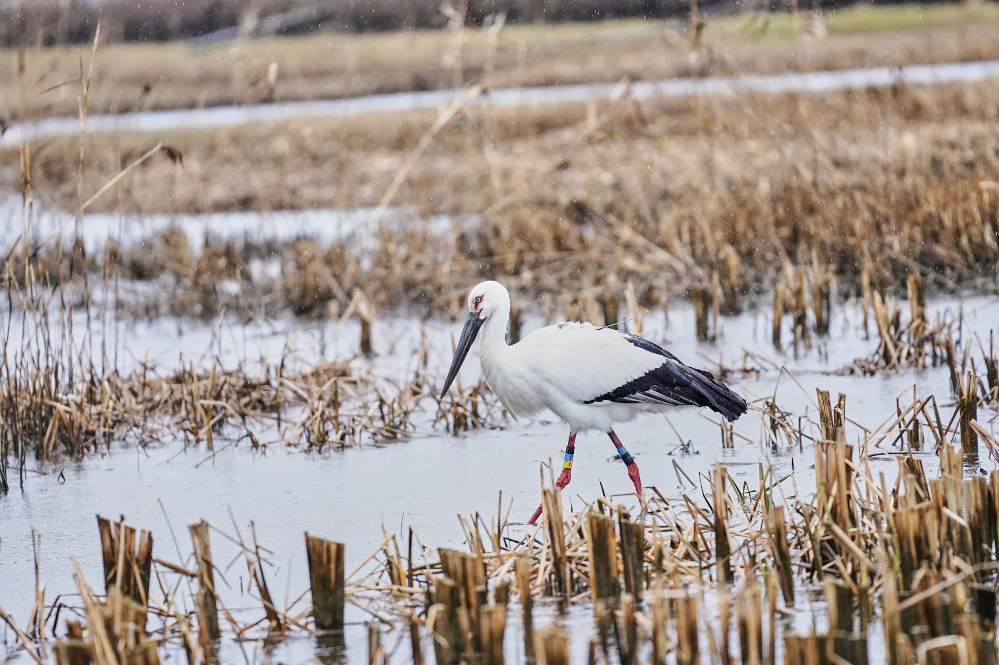 7-Stork_park_Toyooka_029.jpg