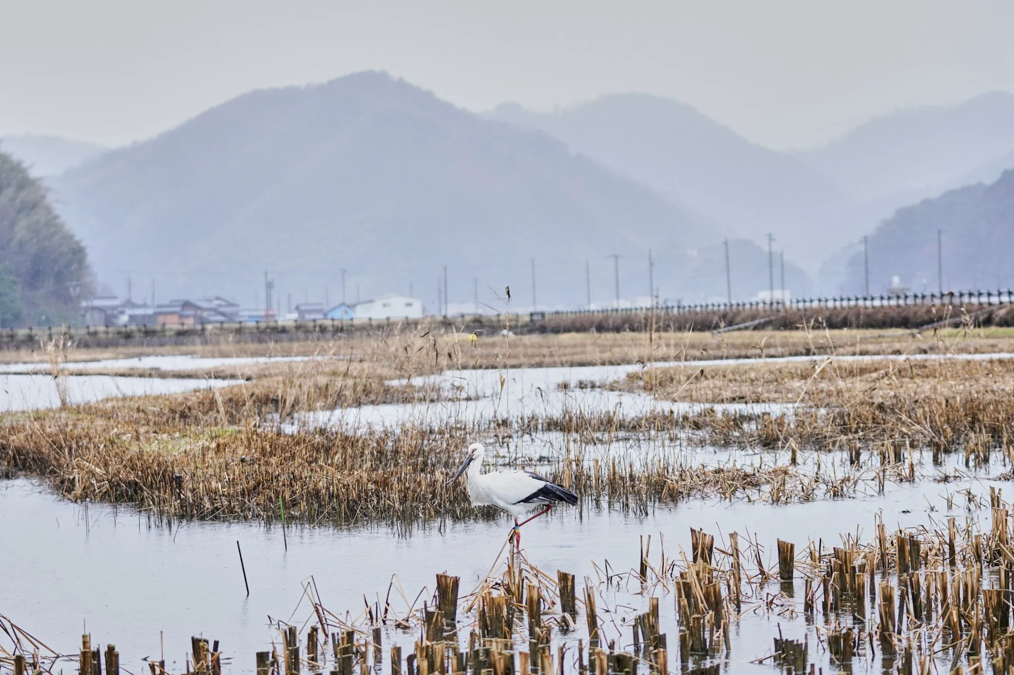 8-Stork_park_Toyooka_032.jpg
