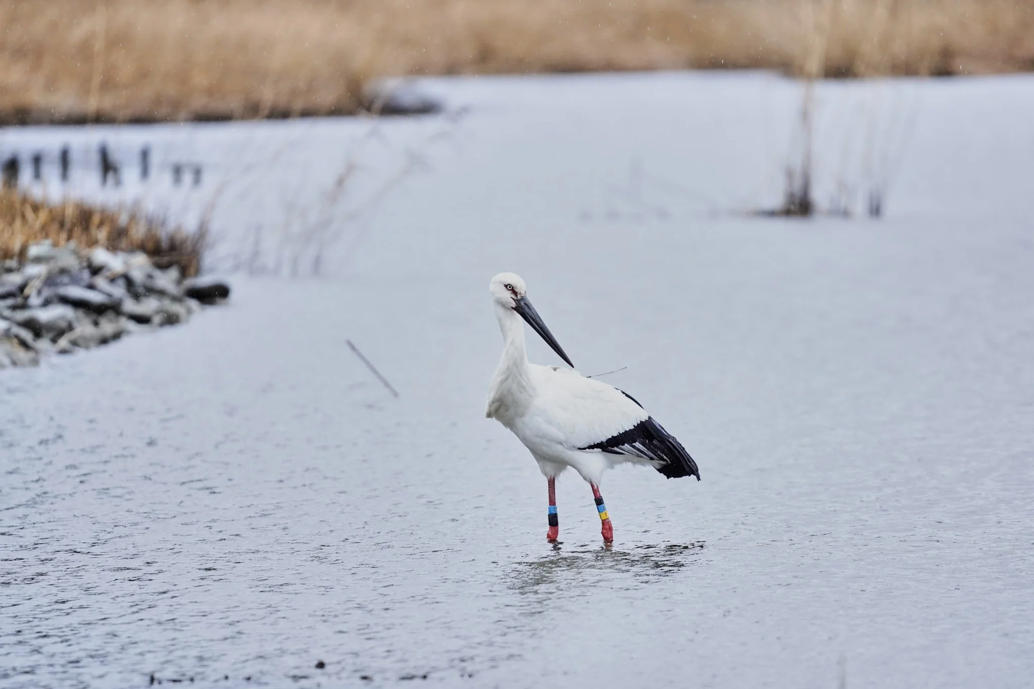 10-Stork_park_Toyooka_049.jpg
