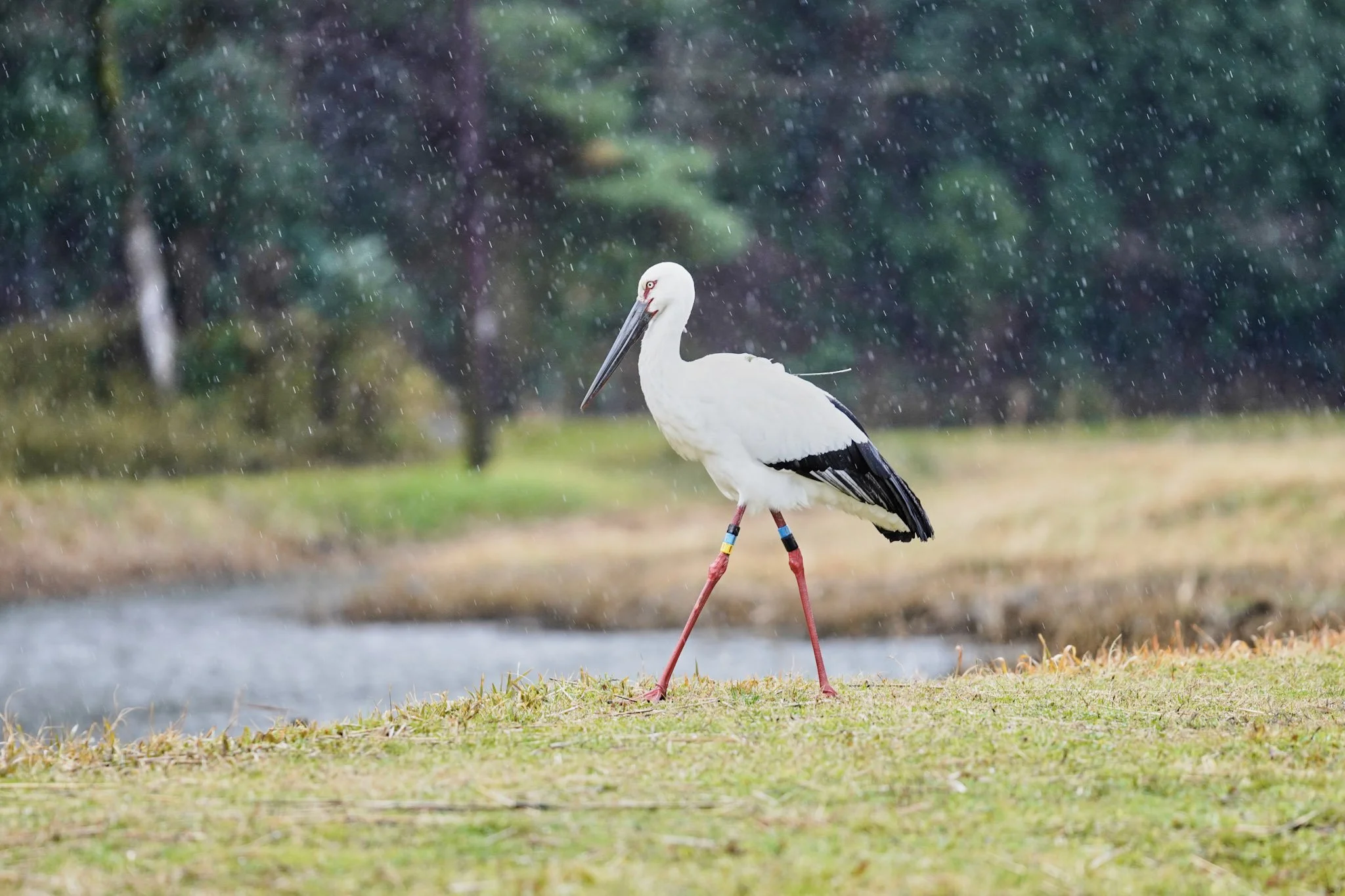 13-Stork_park_Toyooka_076.jpg