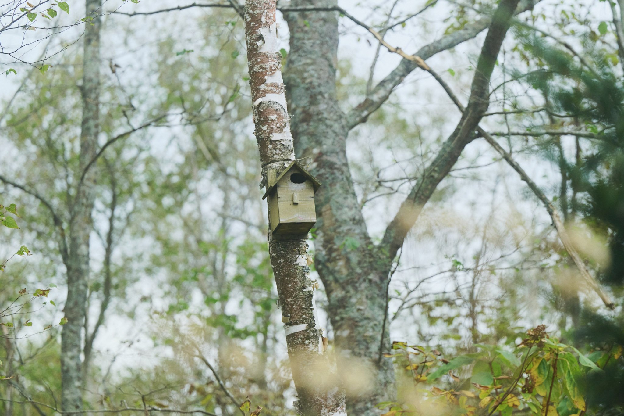 32-Kussharo_Birdwatching_273.jpg