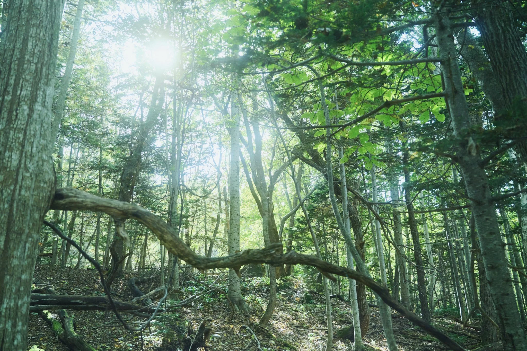 6-Shiretoko_Trekking_037.jpg