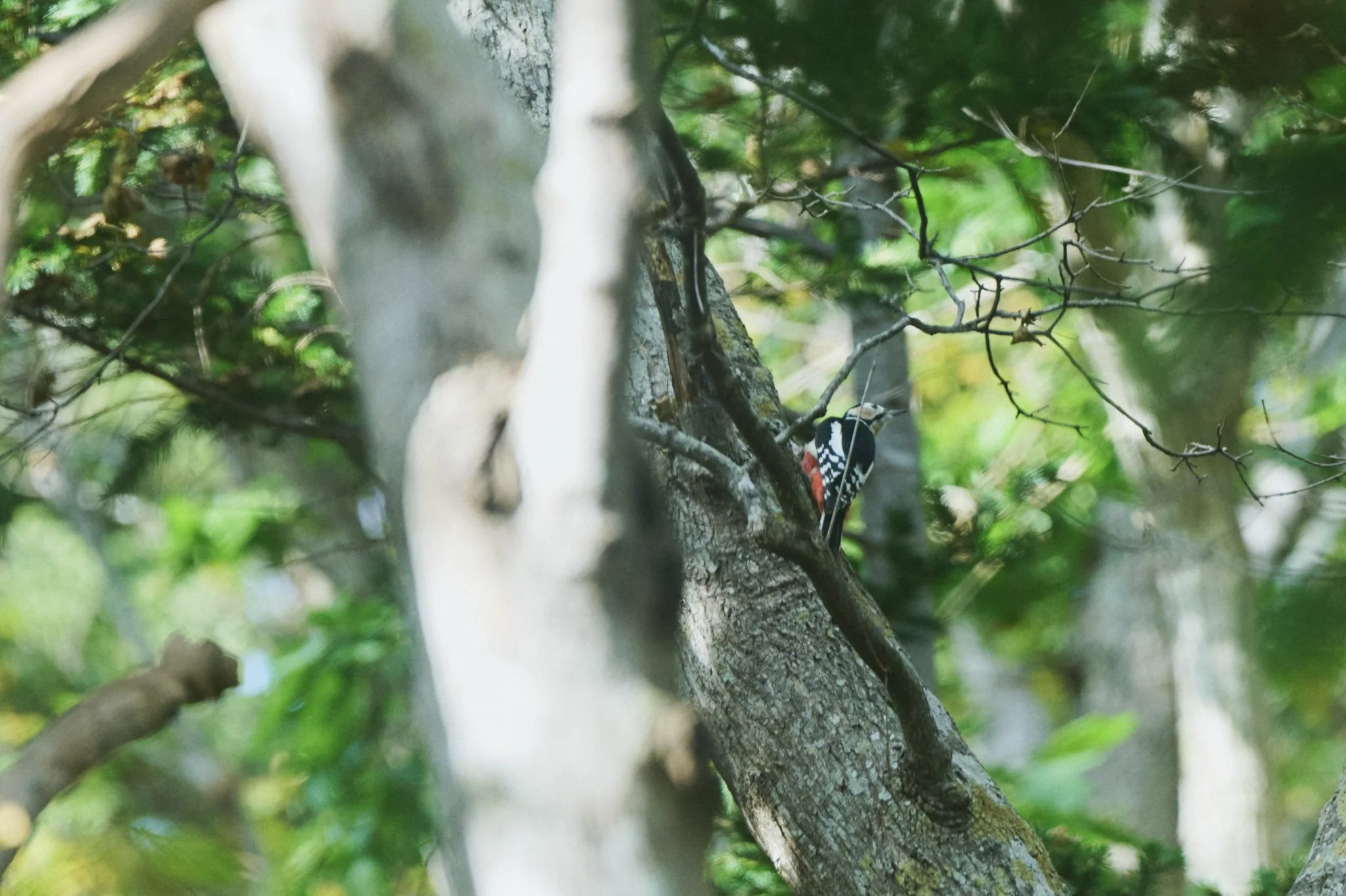 9-Shiretoko_Trekking_058.jpg