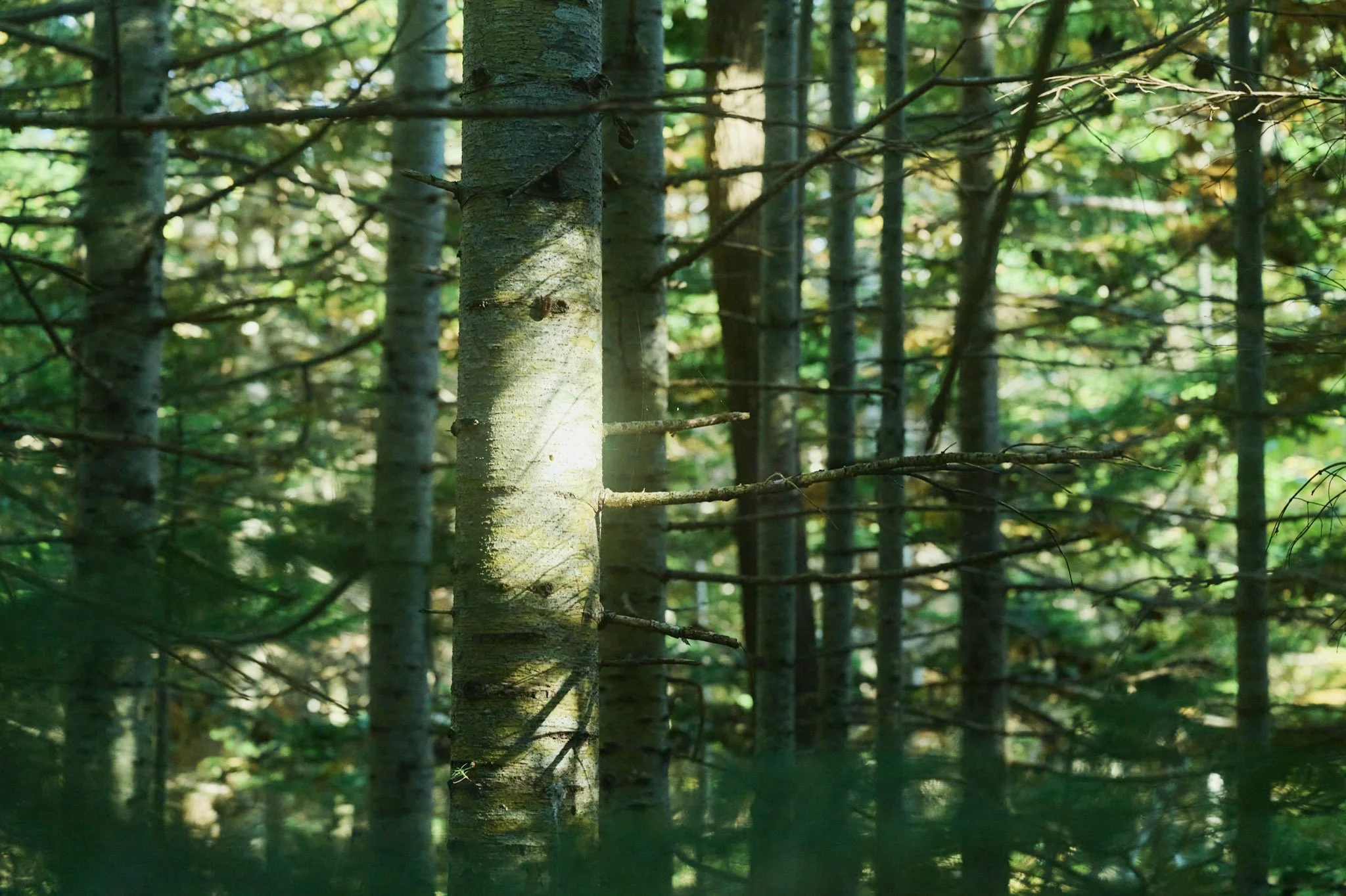 15-Shiretoko_Trekking_188.jpg