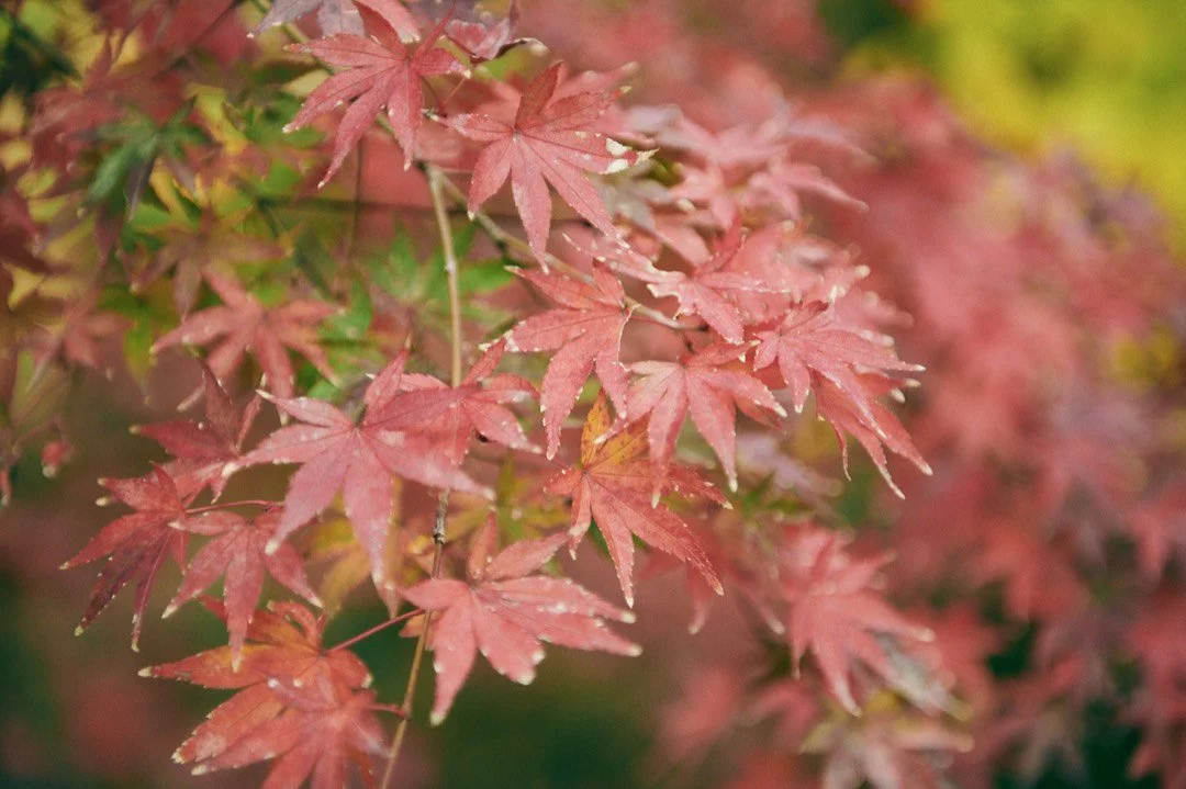 Seasons in Verse: The Poetic Significance of Wafu Getsumei in Haiku