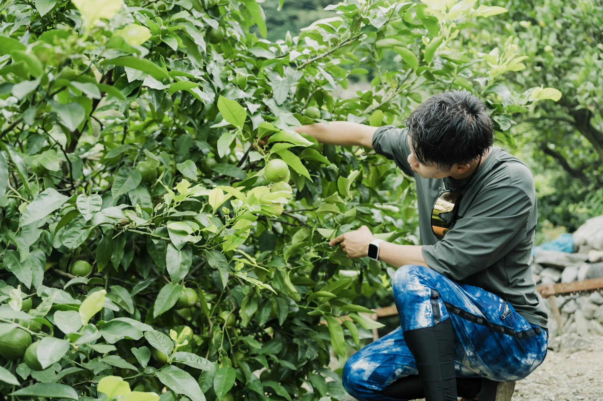 6-Odawara_MikanFarm_063.jpg