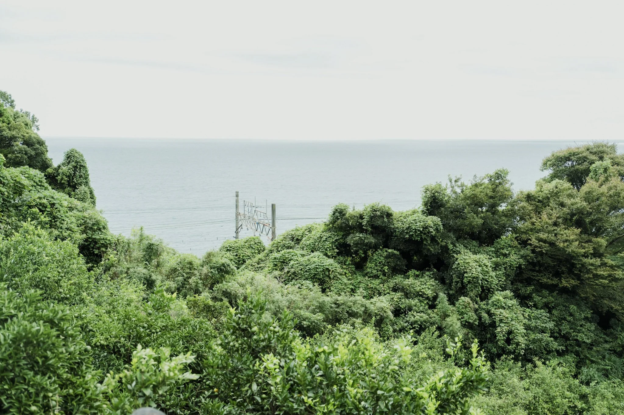 9-Odawara_MikanFarm_089.jpg
