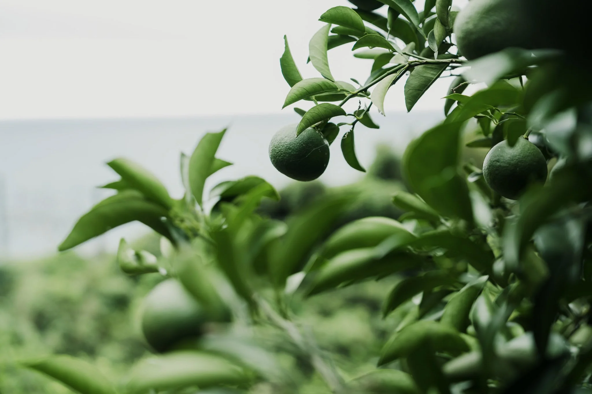 12-Odawara_MikanFarm_111.jpg