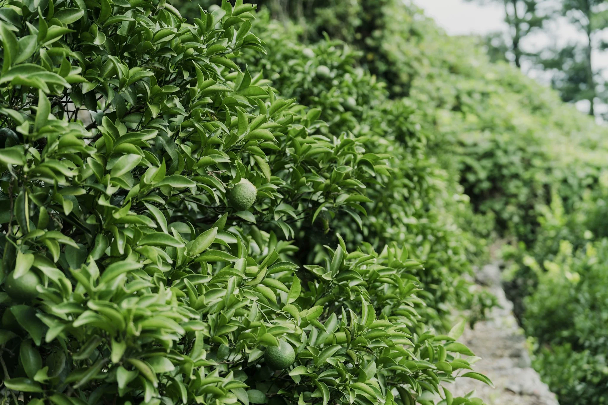 15-Odawara_MikanFarm_130.jpg