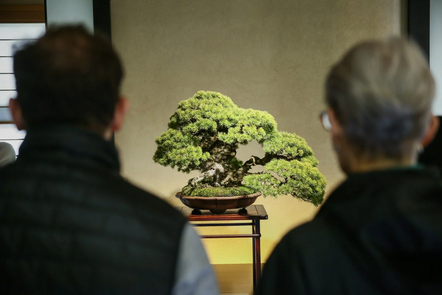 2-Omiya Bonsai_086.jpg