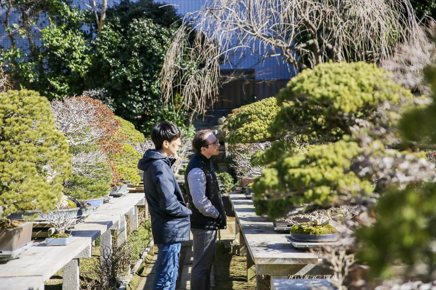 2-Omiya Bonsai_061.jpg