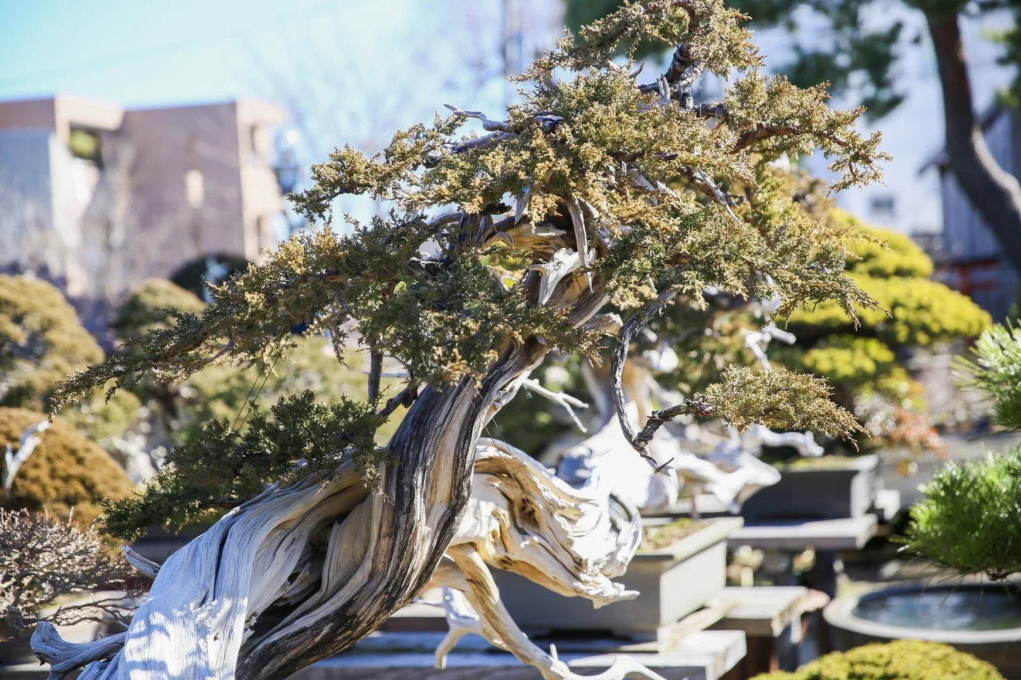 4-Omiya Bonsai_013.jpg
