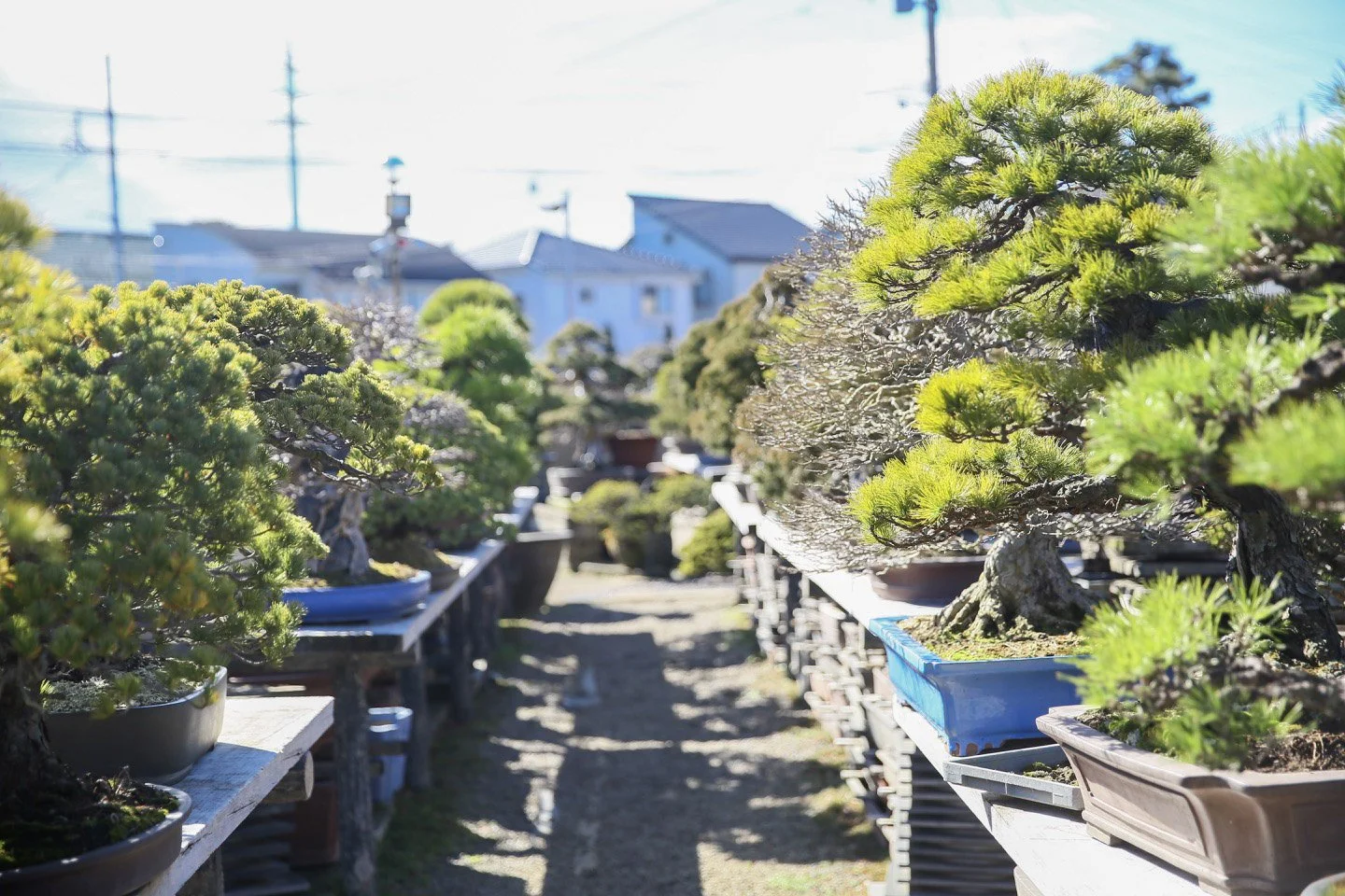7-Omiya Bonsai_018.jpg