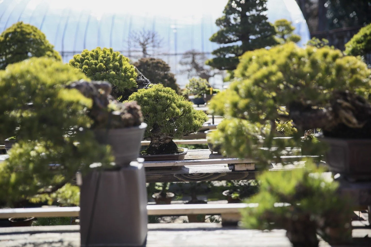 8-Omiya Bonsai_041.jpg