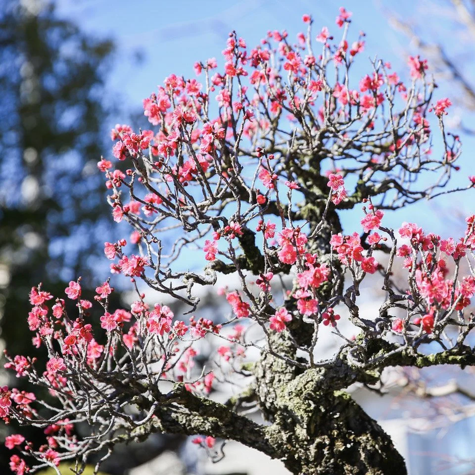 9-Omiya Bonsai_051.jpg