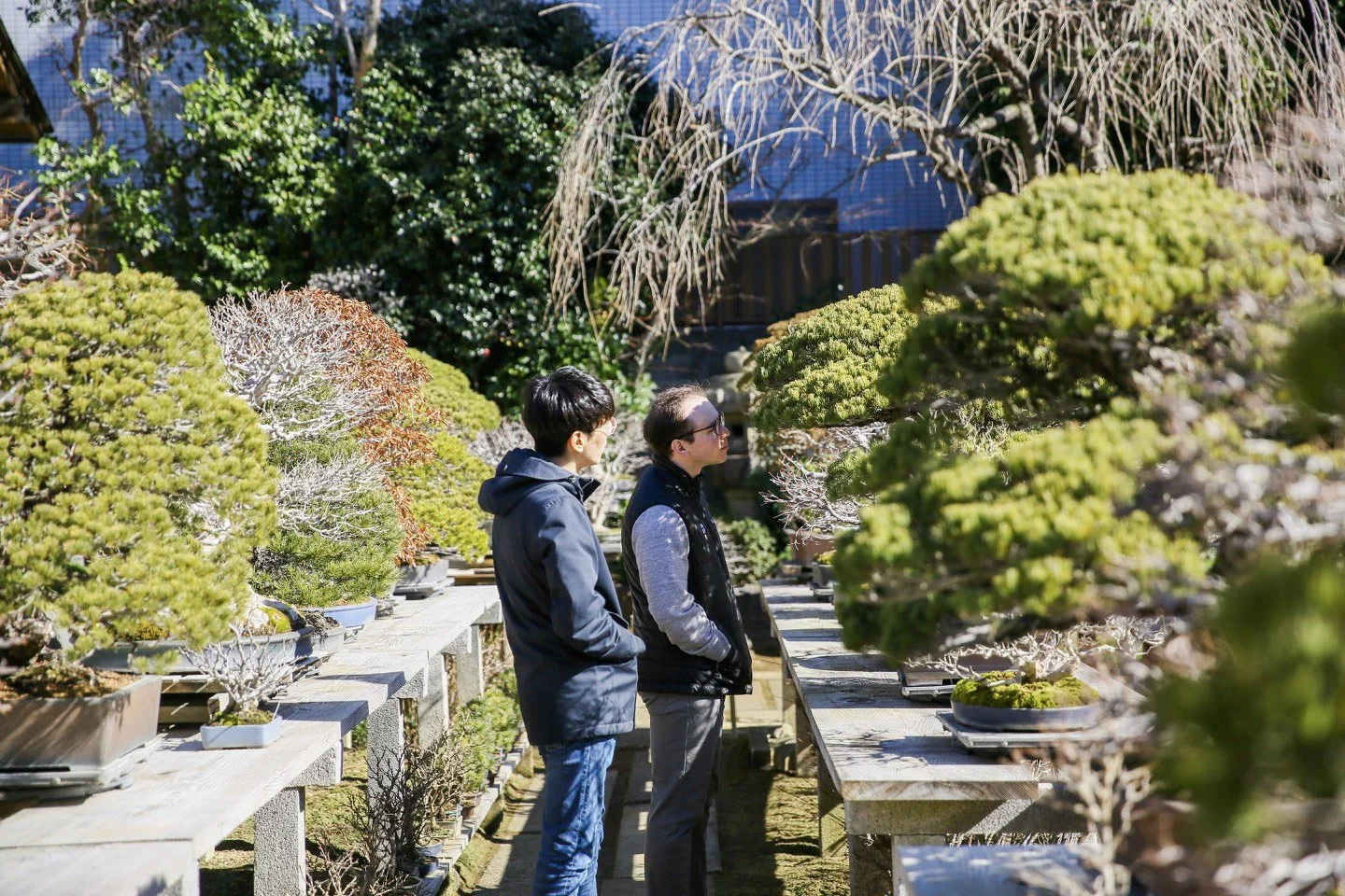 10-Omiya Bonsai_062.jpg