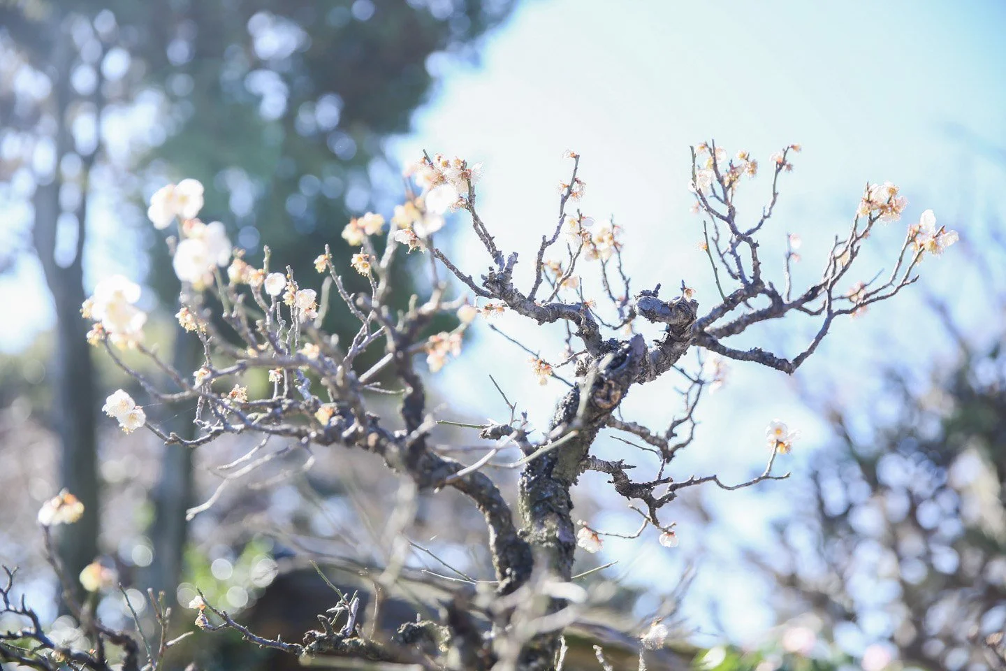 11-Omiya Bonsai_067.jpg