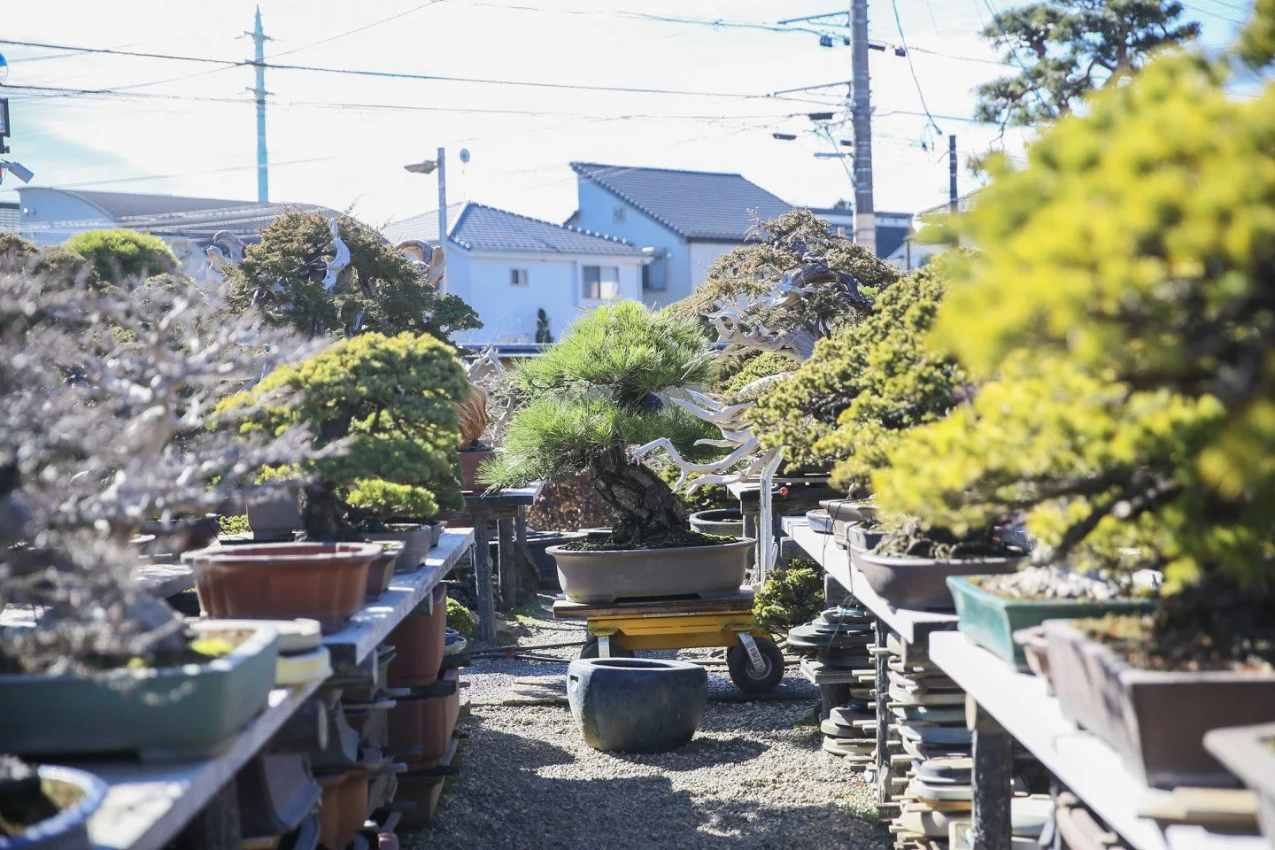 12-Omiya Bonsai_014.jpg