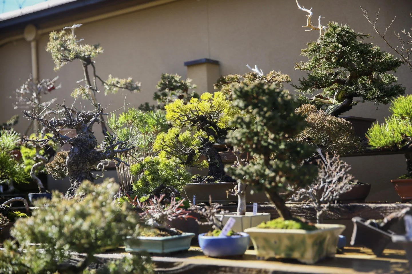 13-Omiya Bonsai_028.jpg