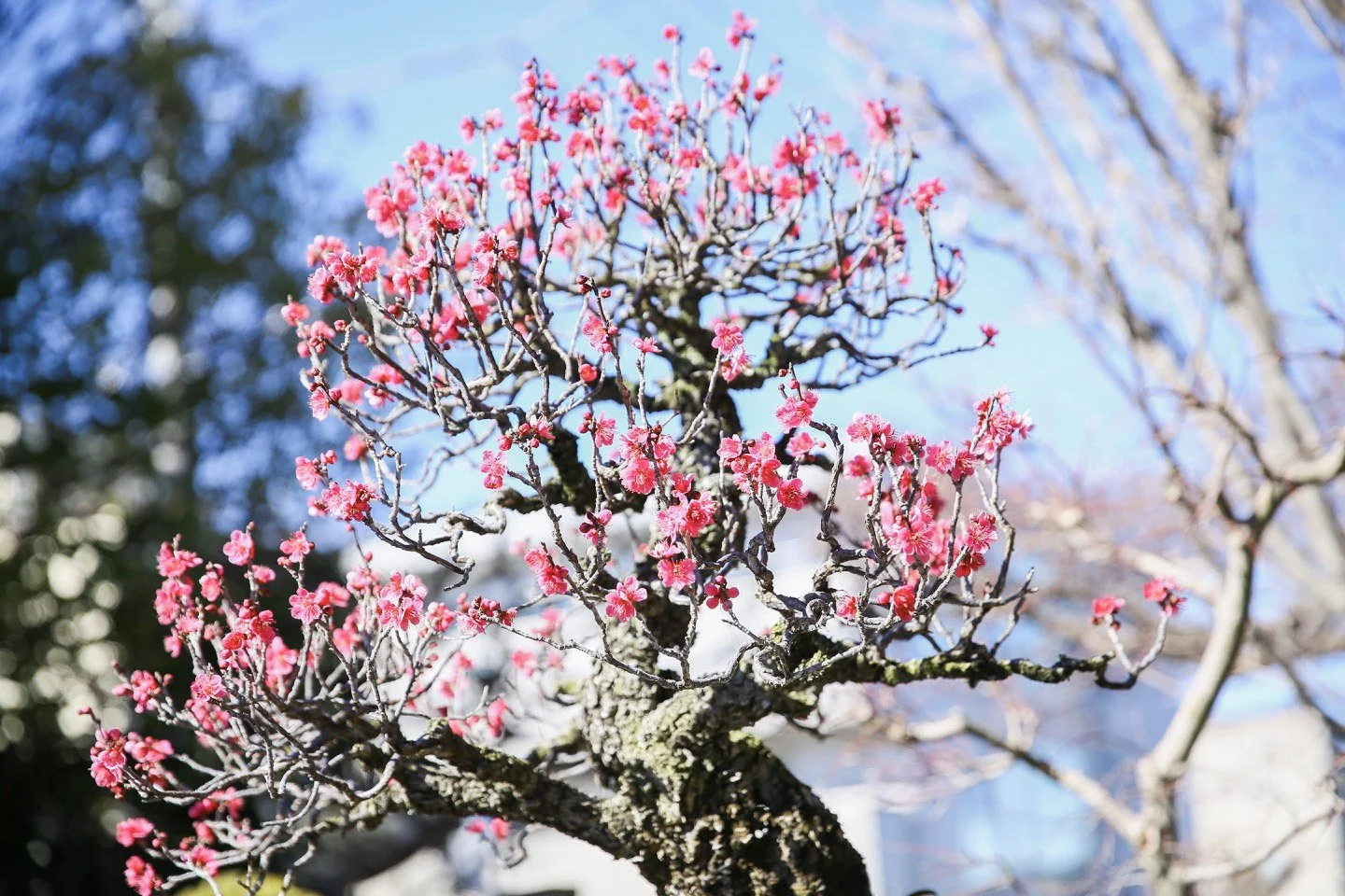 14-Omiya Bonsai_050.jpg