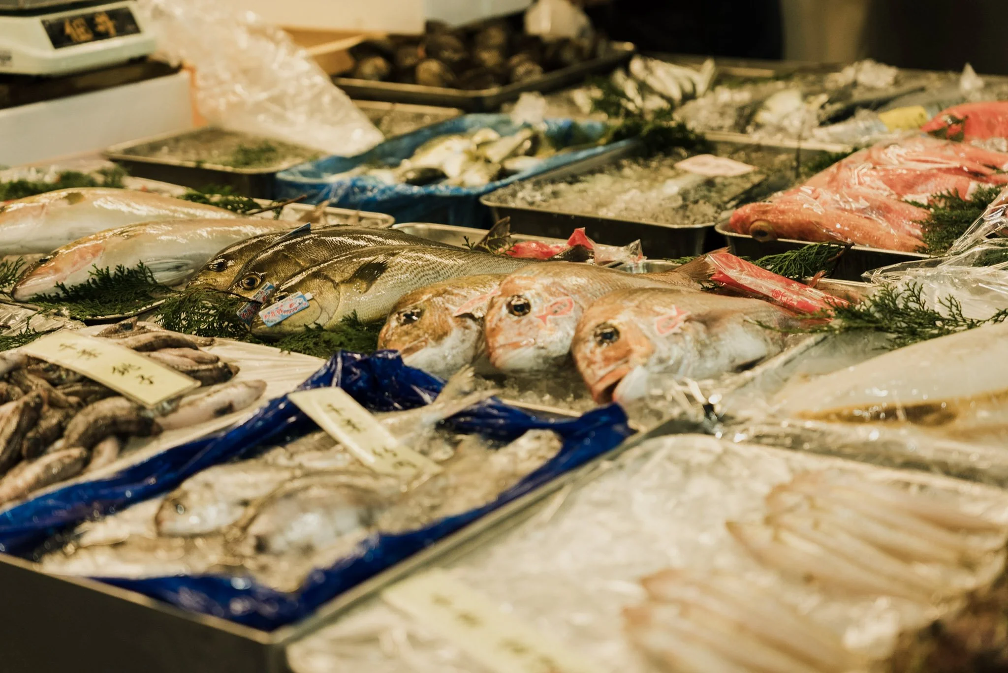 7-Toyosu_market_tour_024.jpg